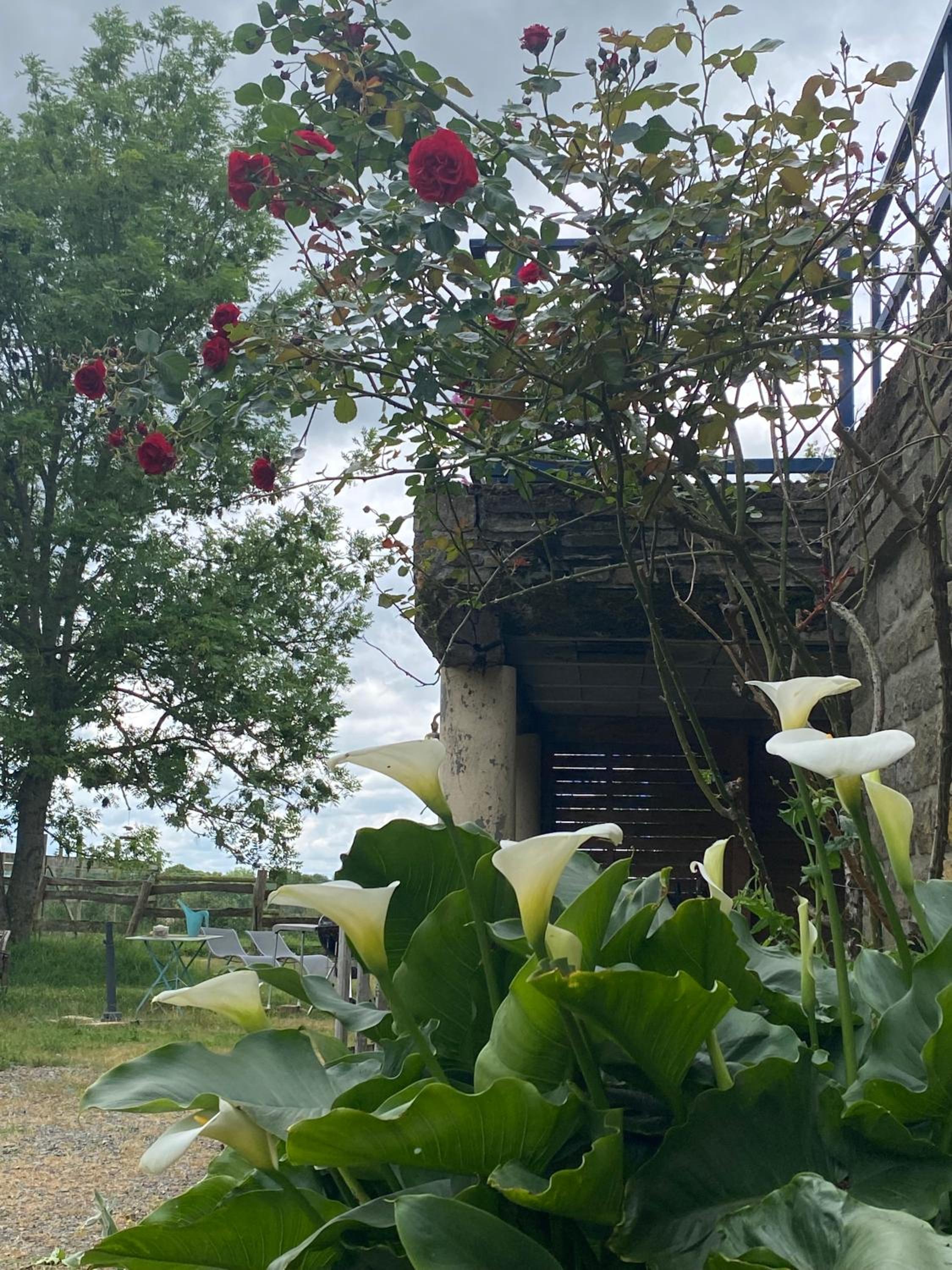 Parenthèse poétique face au Mont-Saint-Michel, entre nature vivante, animaux et petit-déjeuner festin