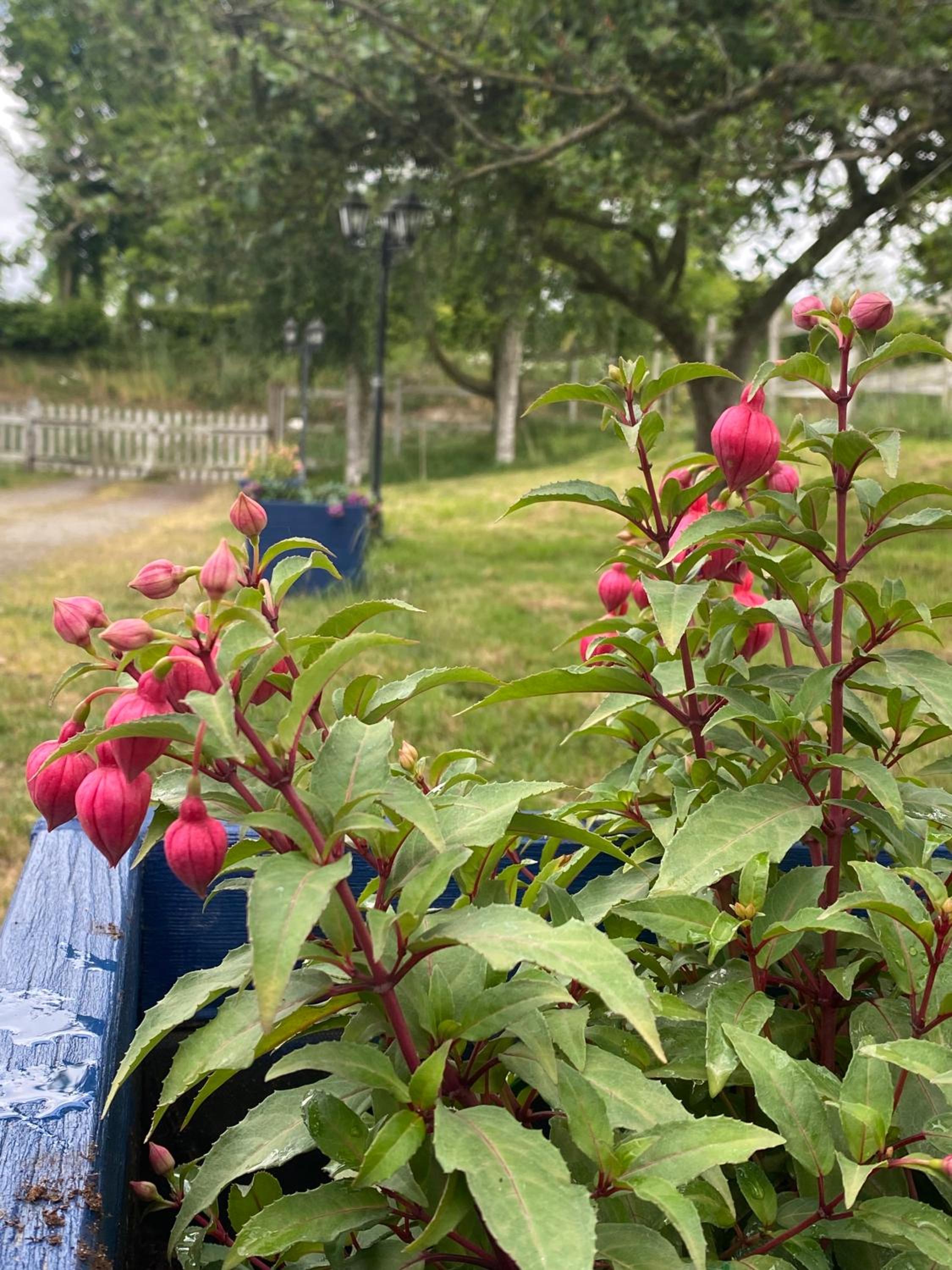 Parenthèse poétique face au Mont-Saint-Michel, entre nature vivante, animaux et petit-déjeuner festin