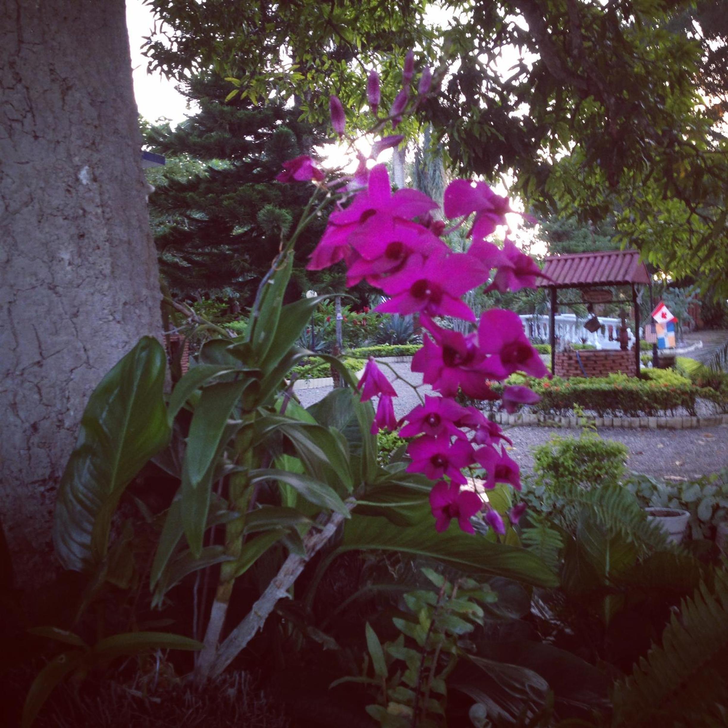 Sana El Jardin Secreto