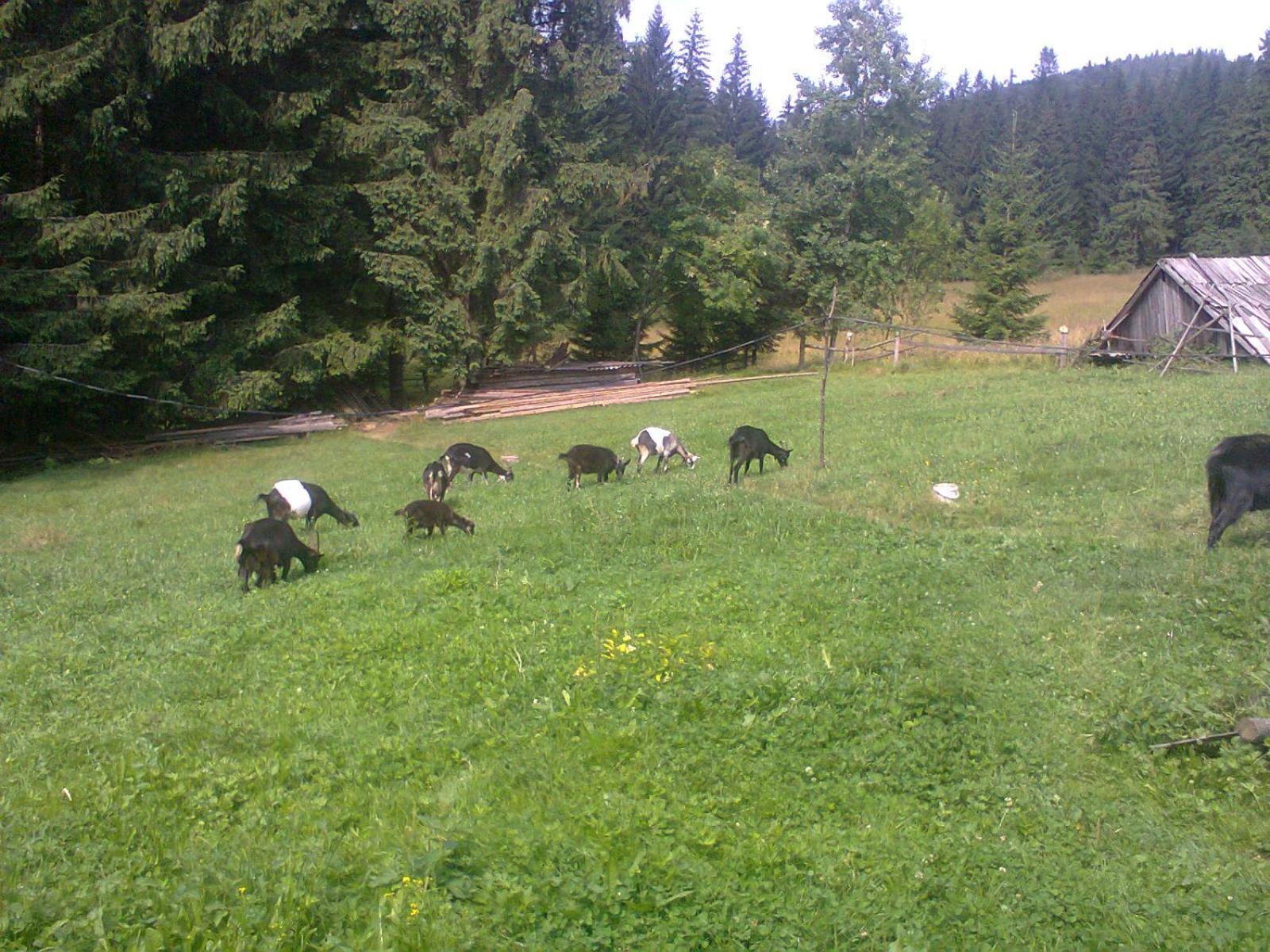 Krutogora view 5