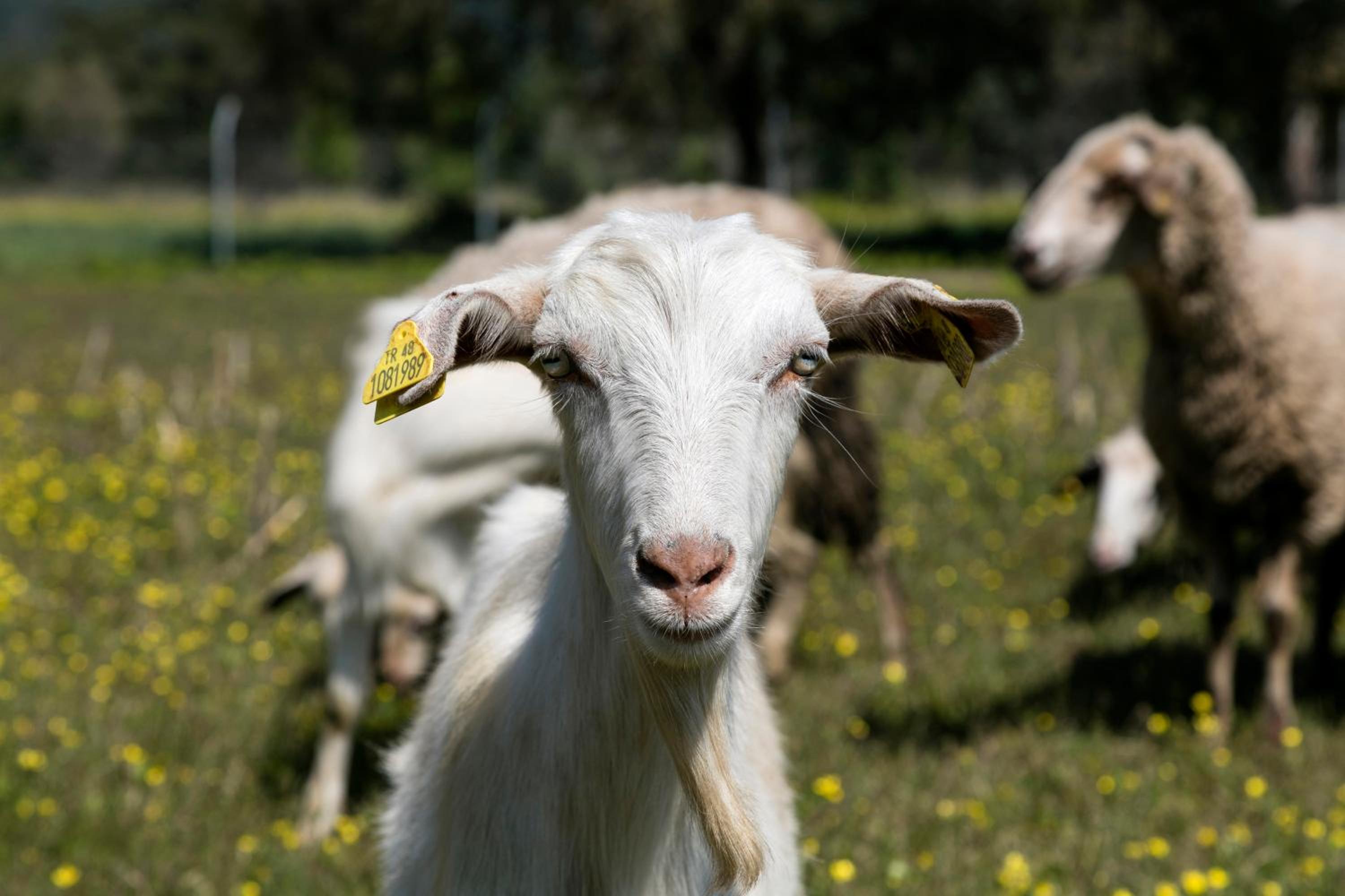 Örsmaris Boutique Hotel - Image 46