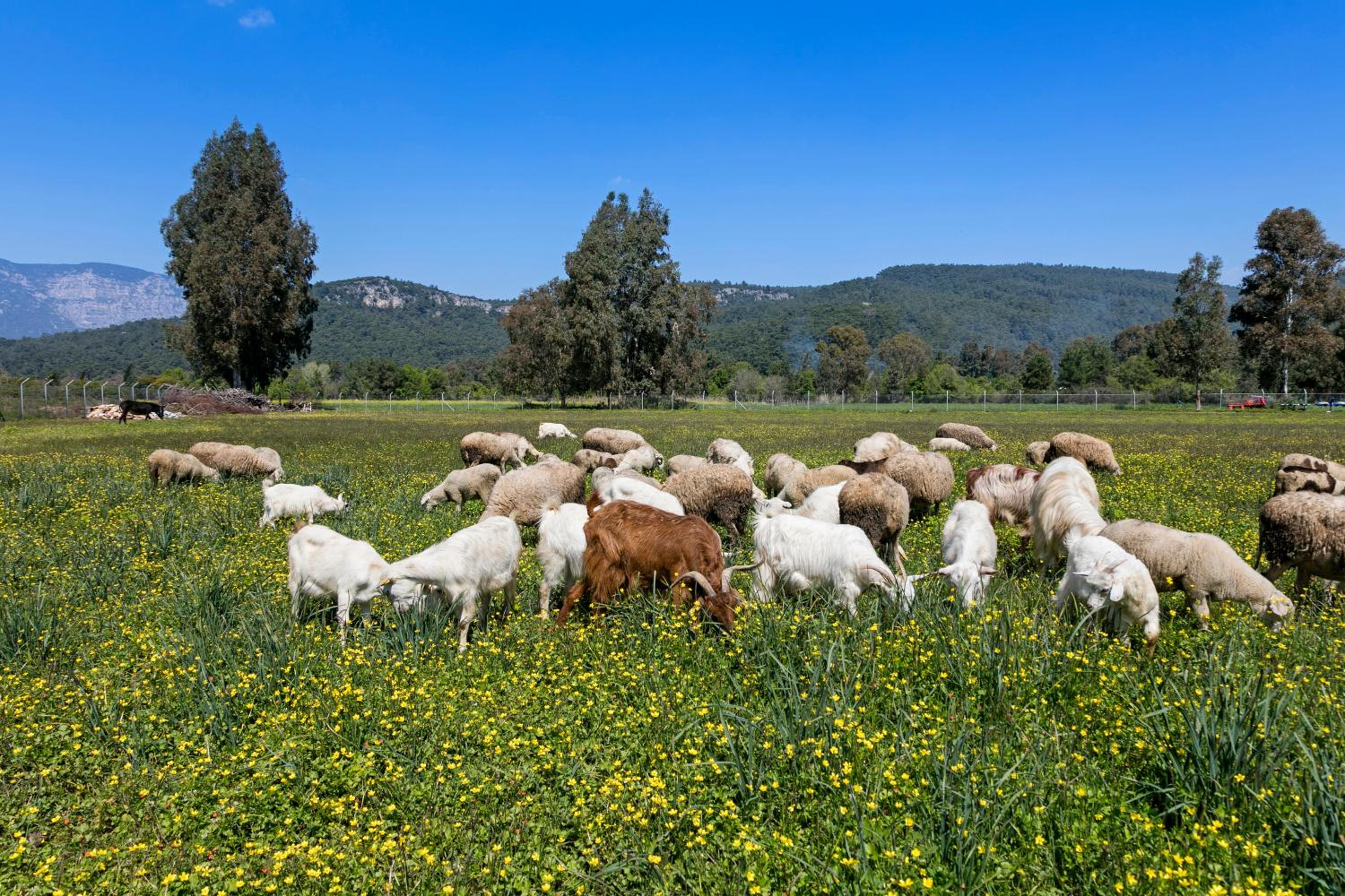 Örsmaris Boutique Hotel - Image 52