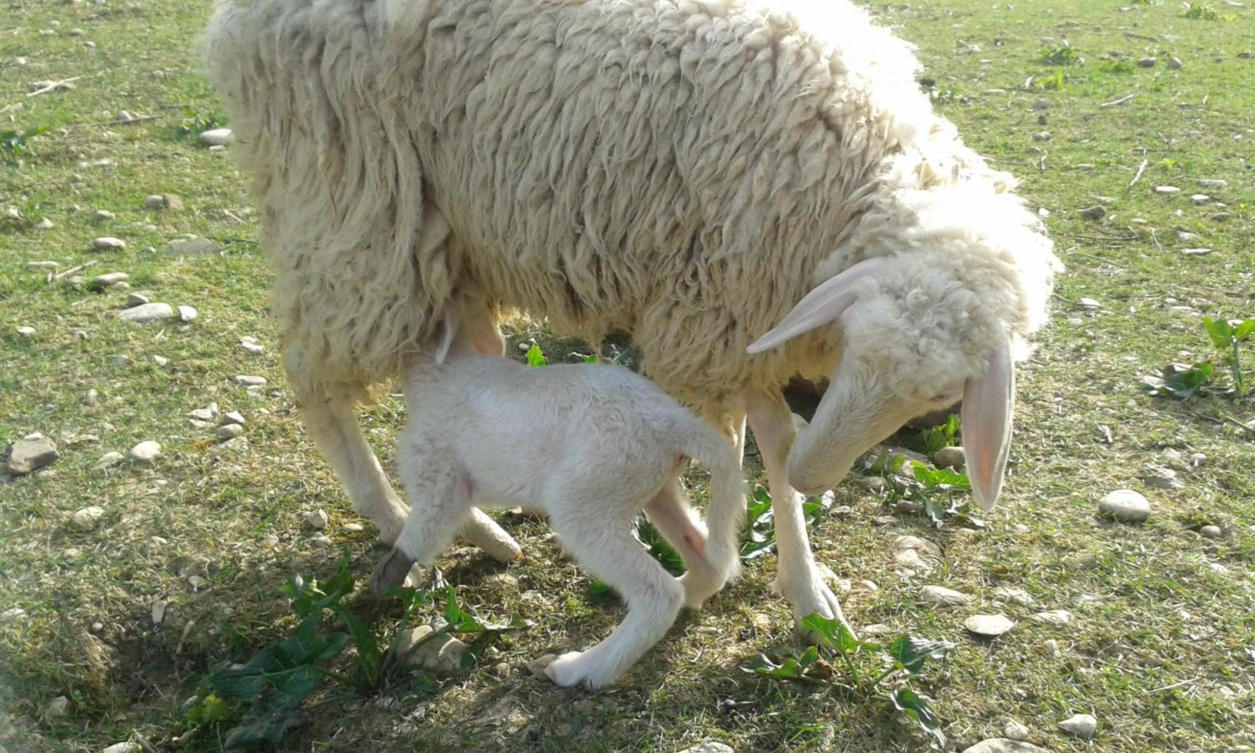 Agriturismo Lucciano
