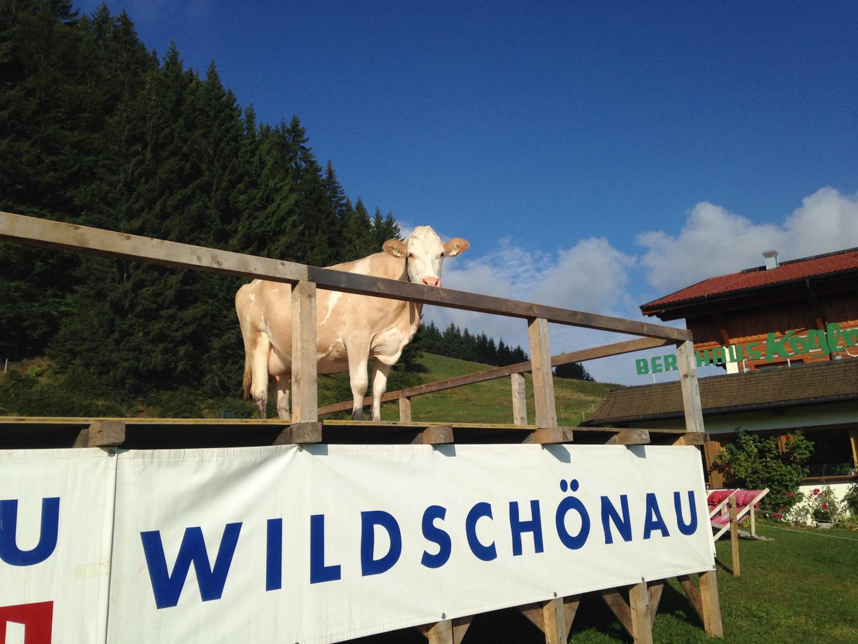 Berghaus Koglmoos