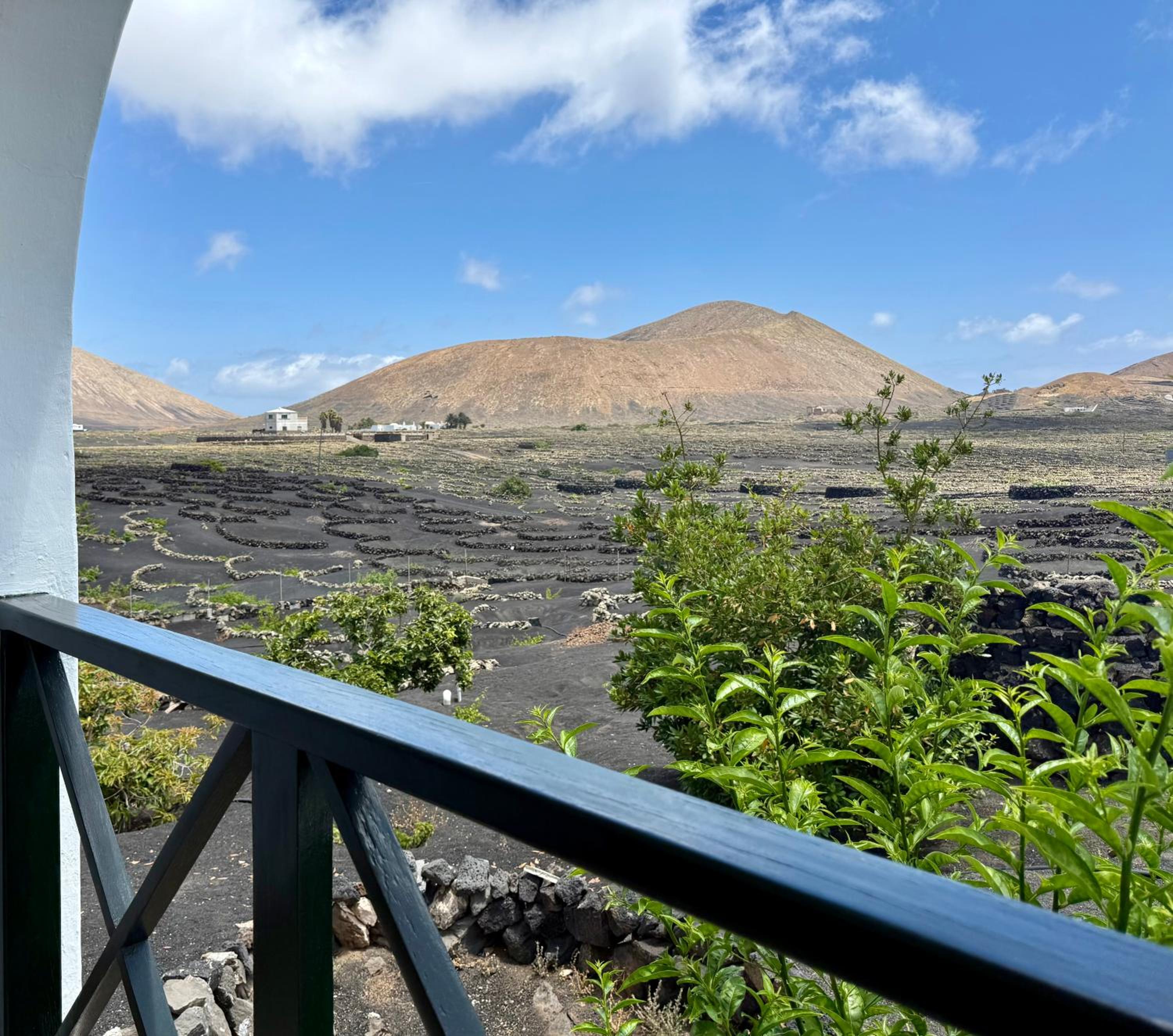 Canaryislandshost I Azucena