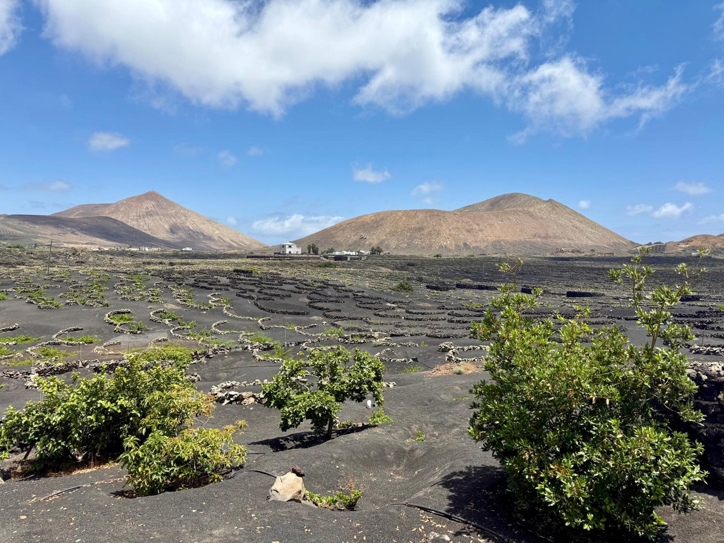 Canaryislandshost I Azucena