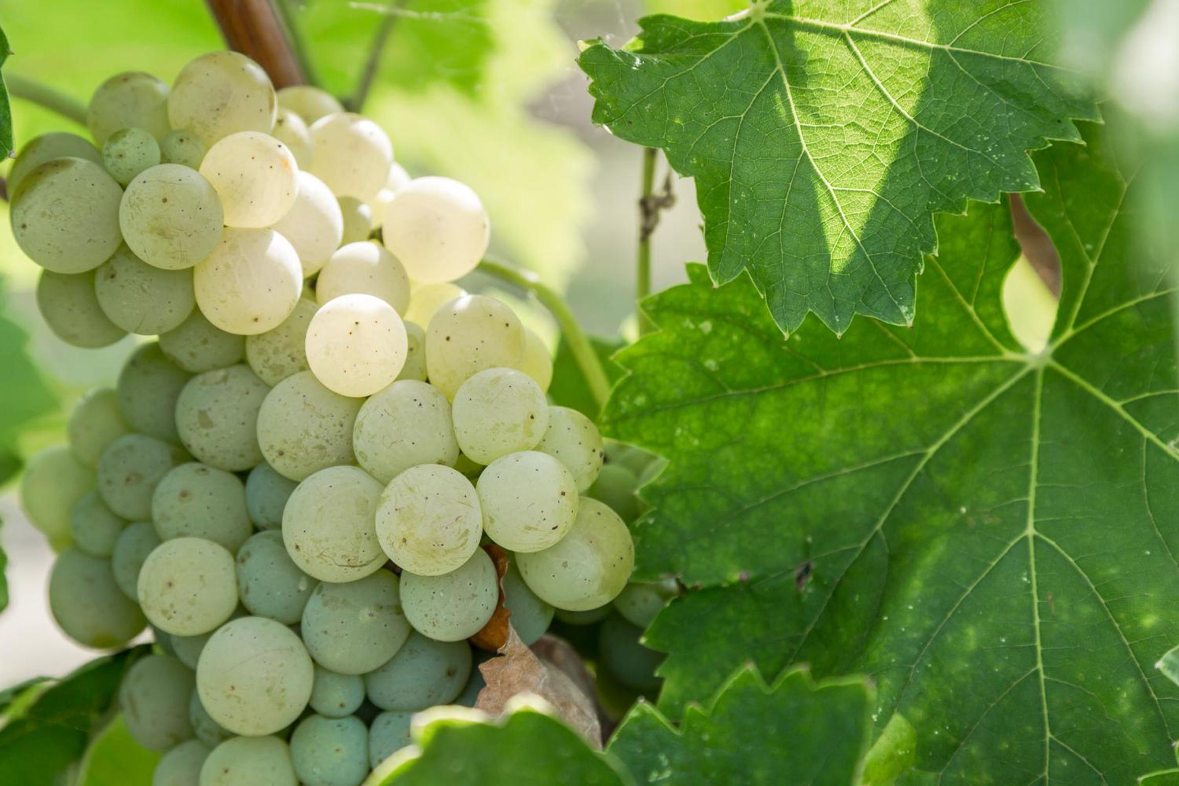 Cascina Borghetta
