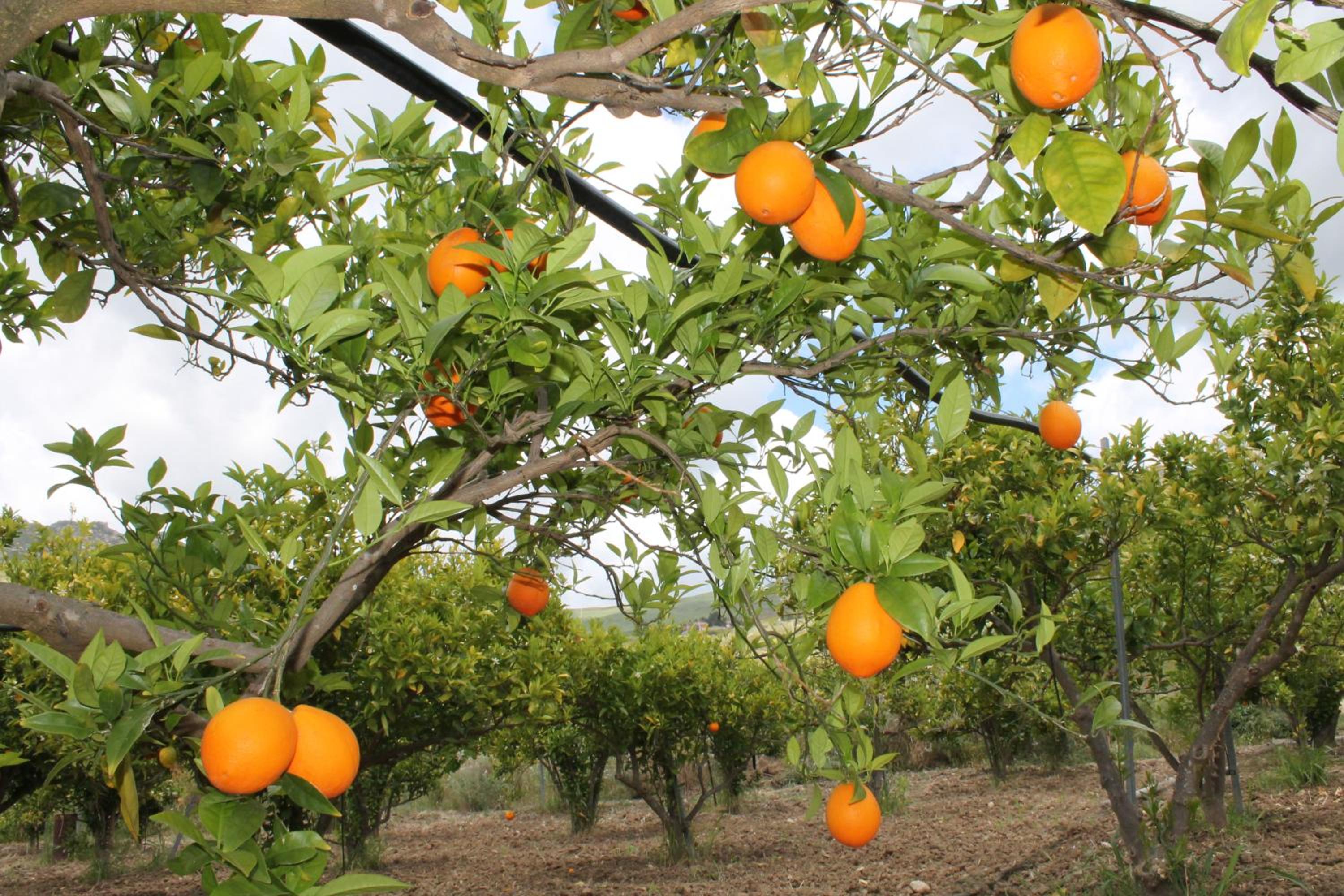 Tenuta Lanza Il Mulino
