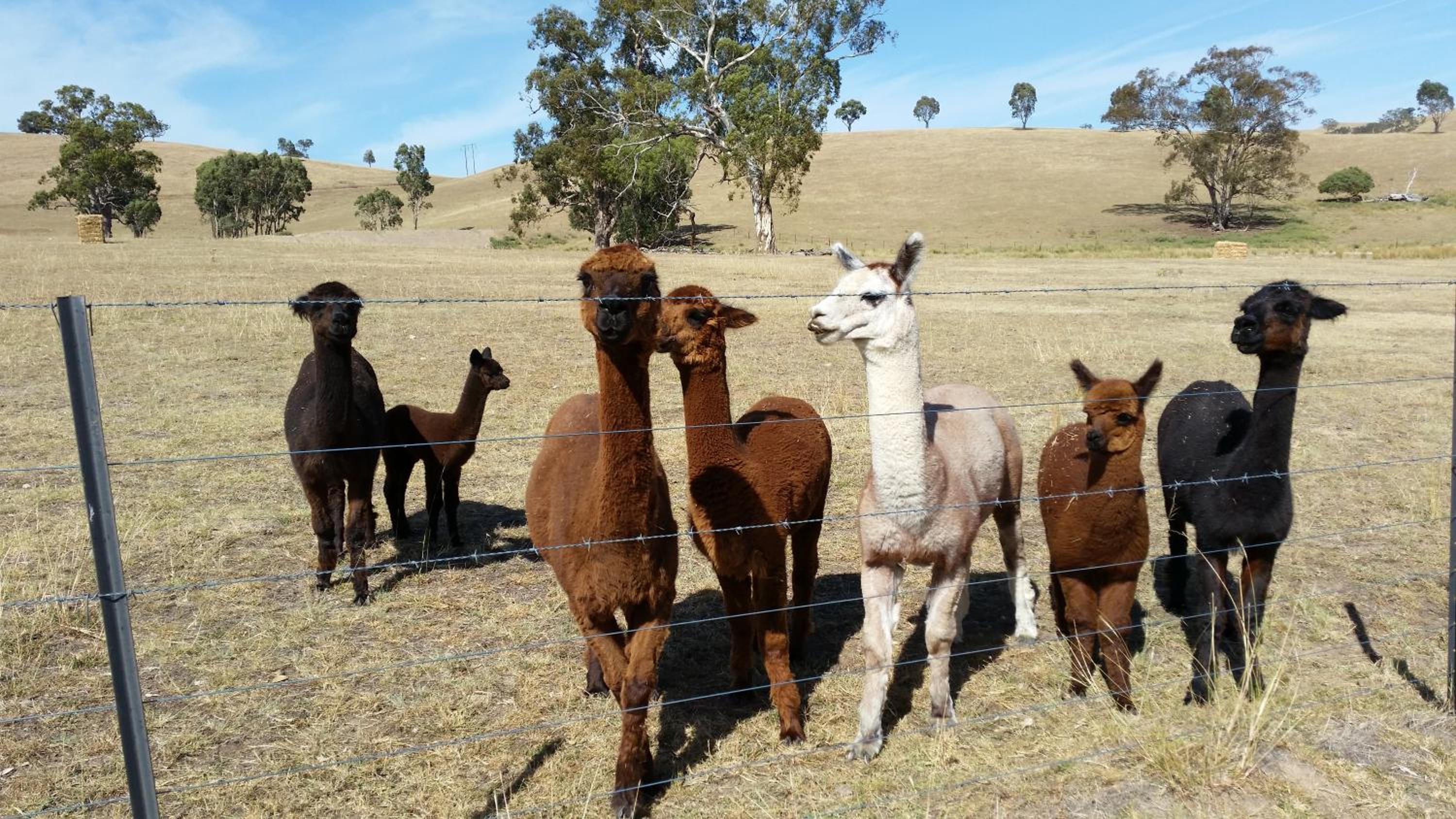 Hillview Farmstay