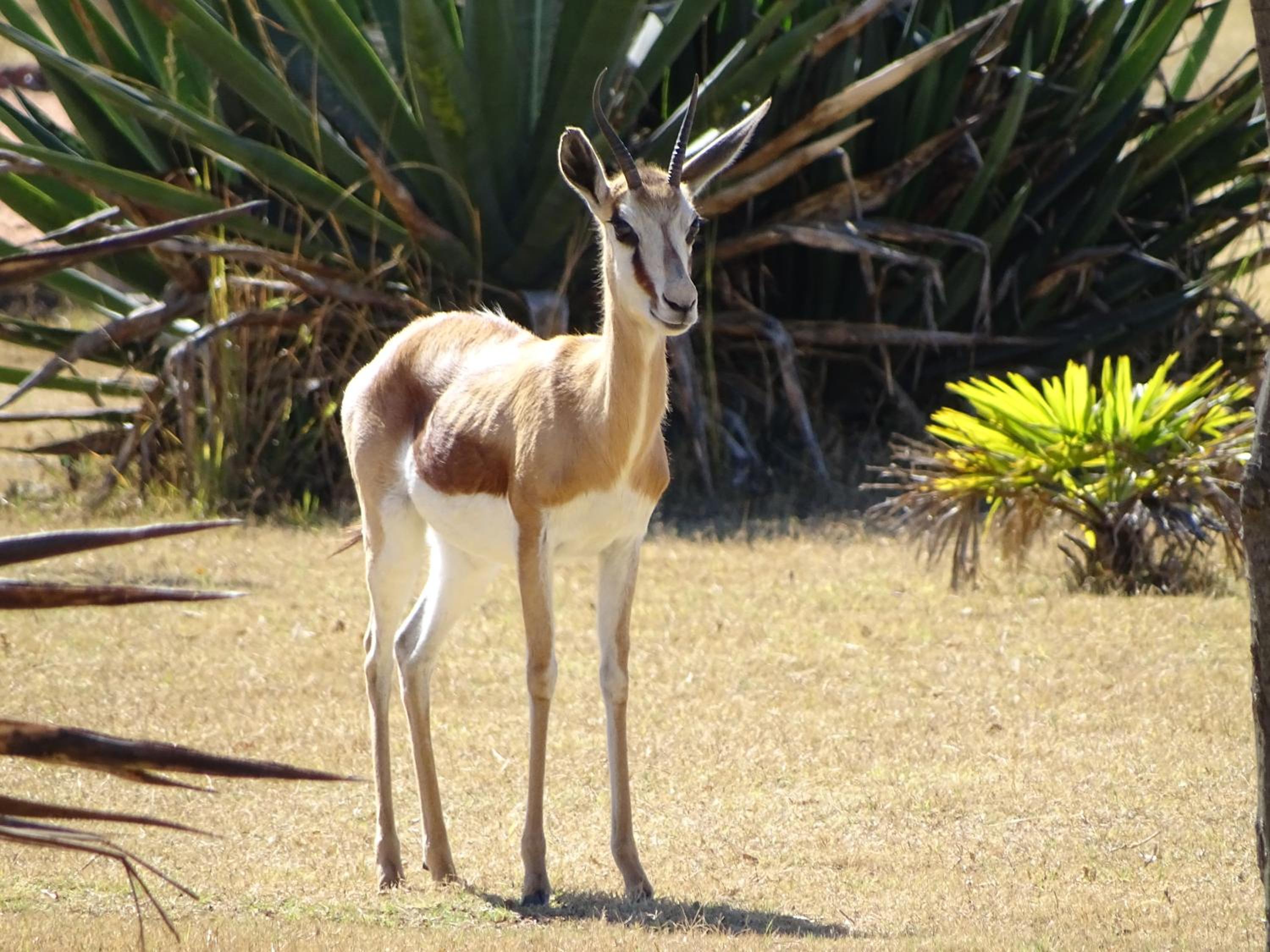 Abba Game Lodge