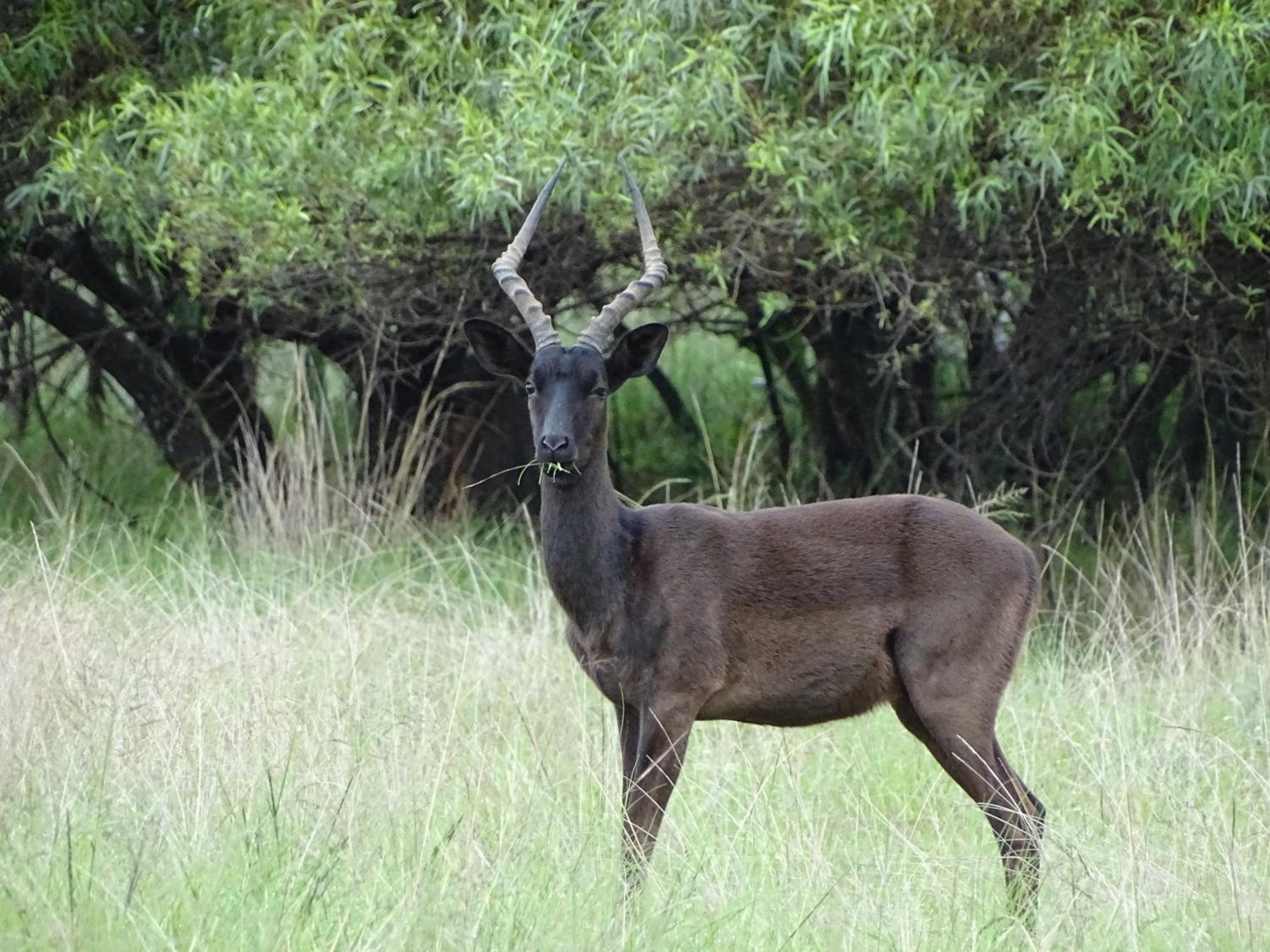 Abba Game Lodge