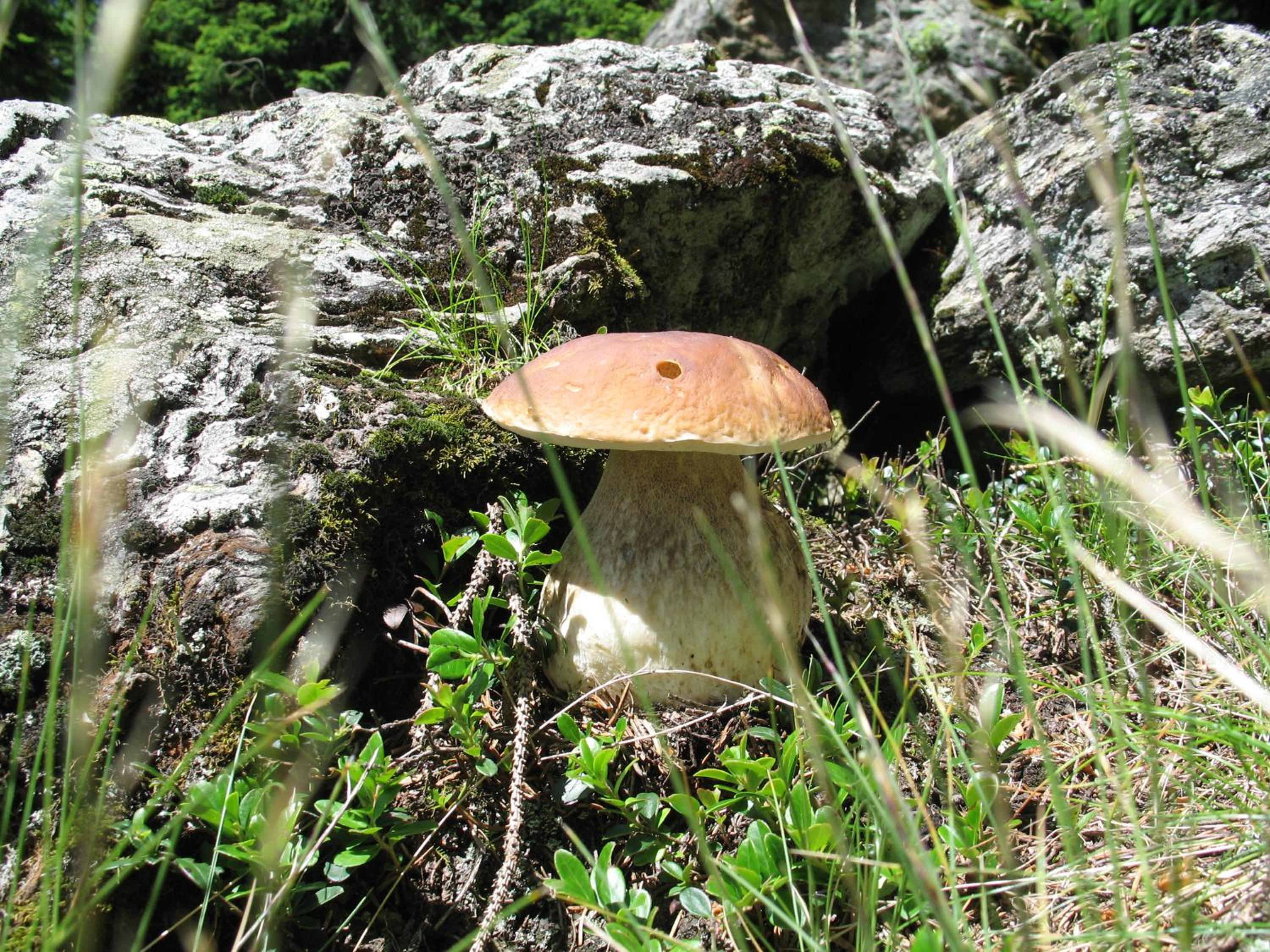 Photo 44