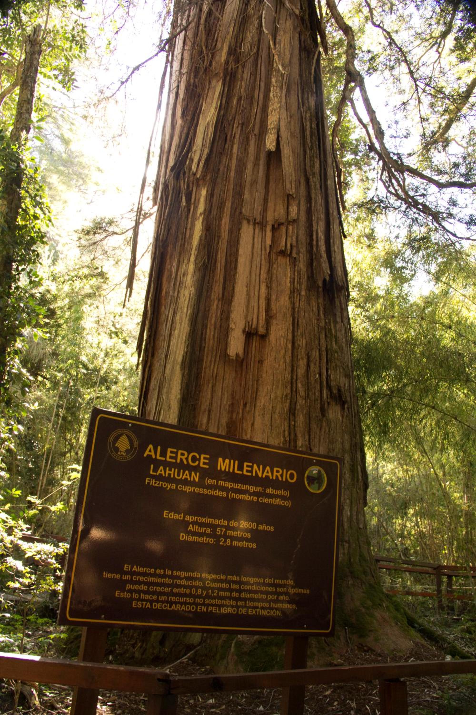 El Aura Lodge - Parque Nacional Los Alerces