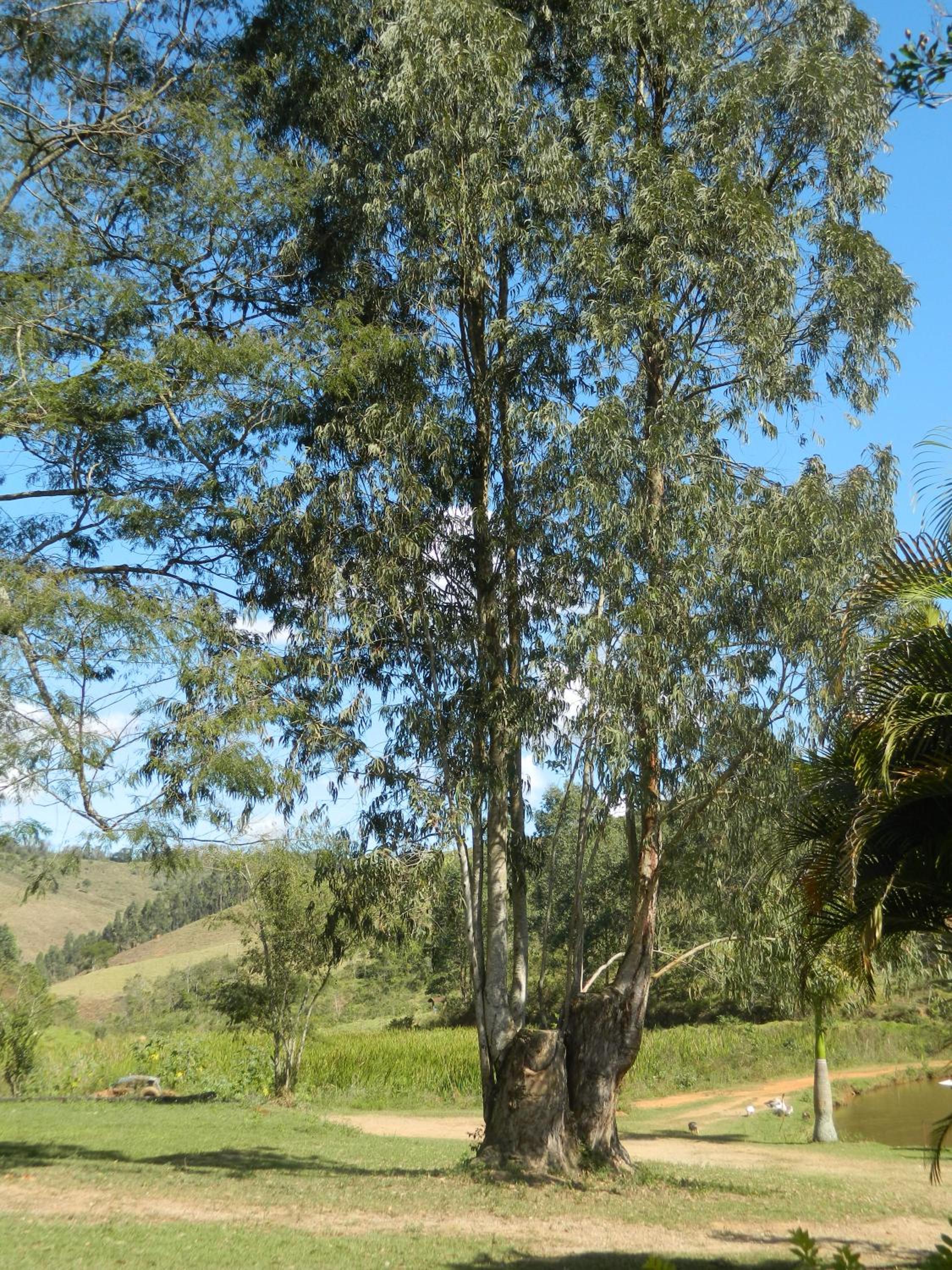 Fazenda Hotel Alvorada