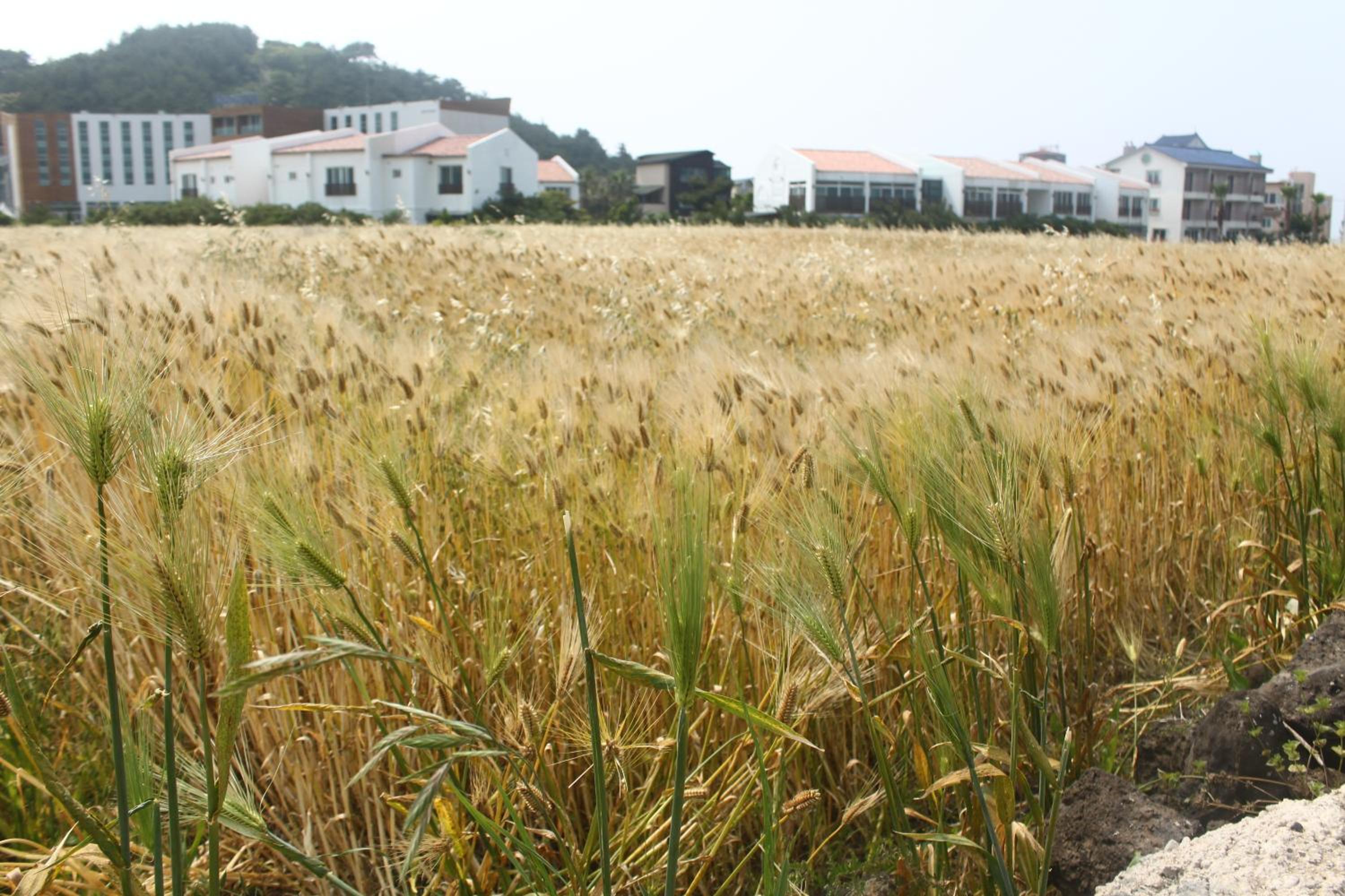Jeju Gillime Pension