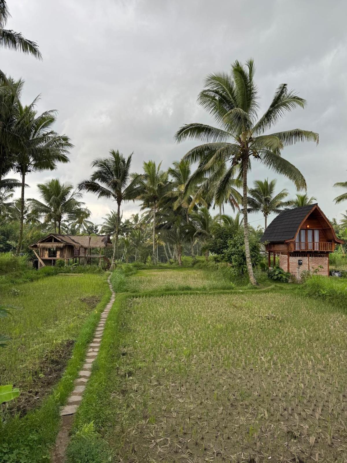 Tetebatu Rice field bliss