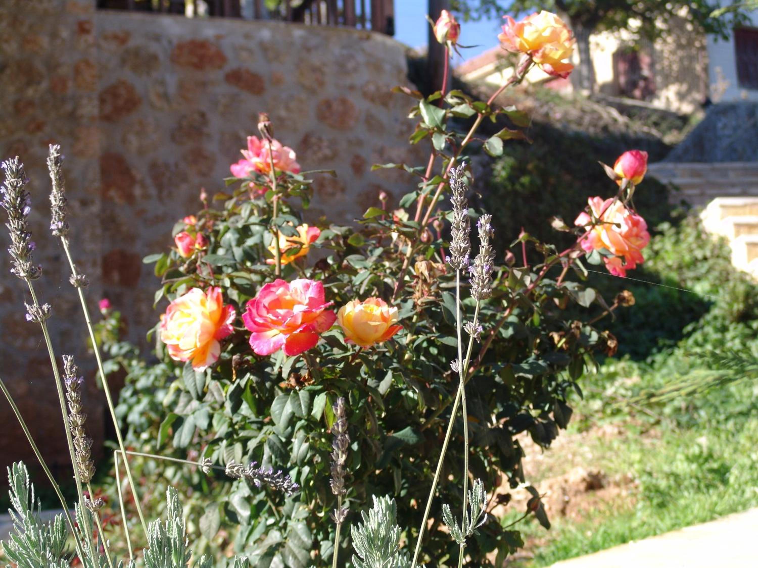 Photo 11