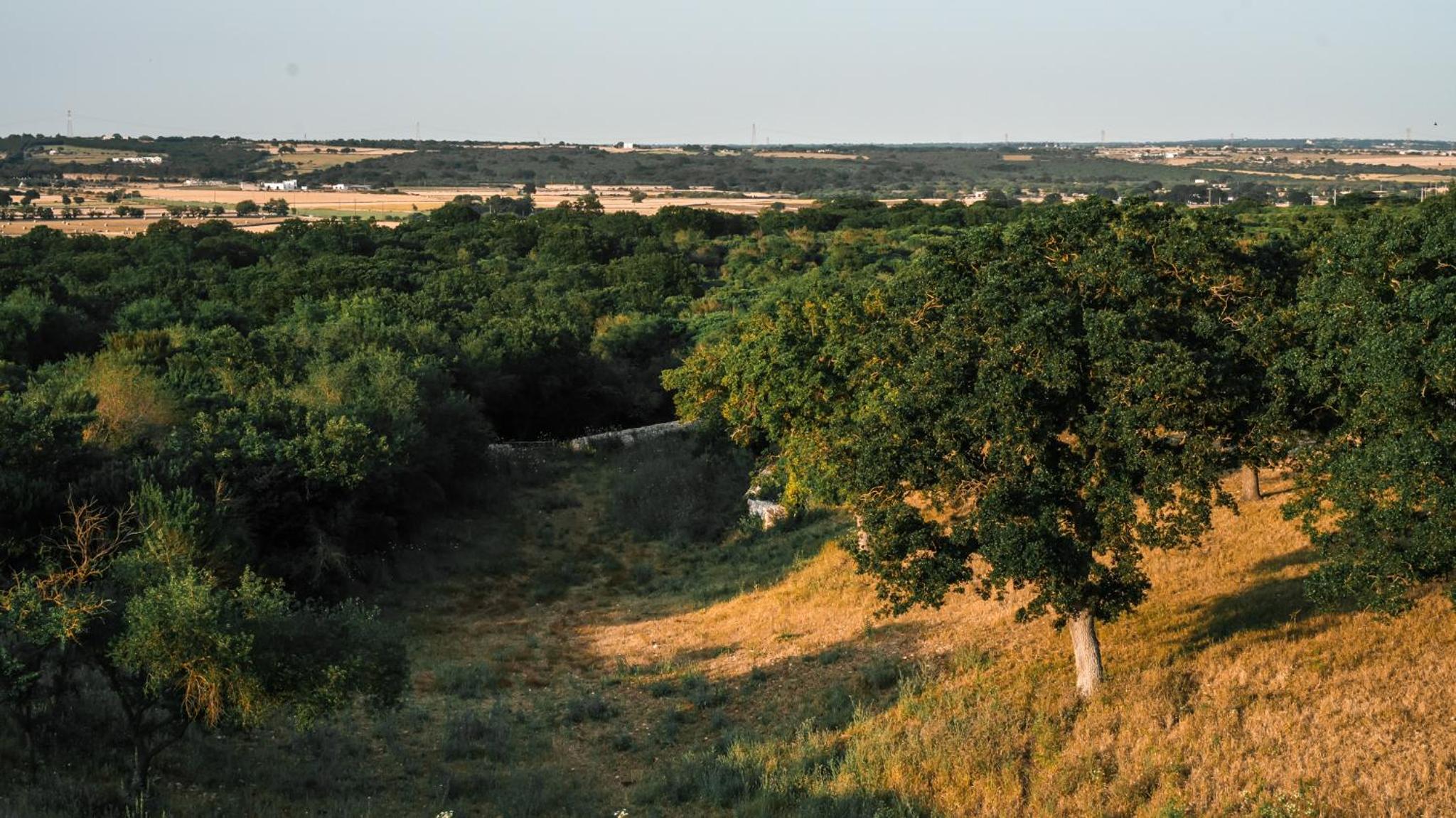 Masseria Surace
