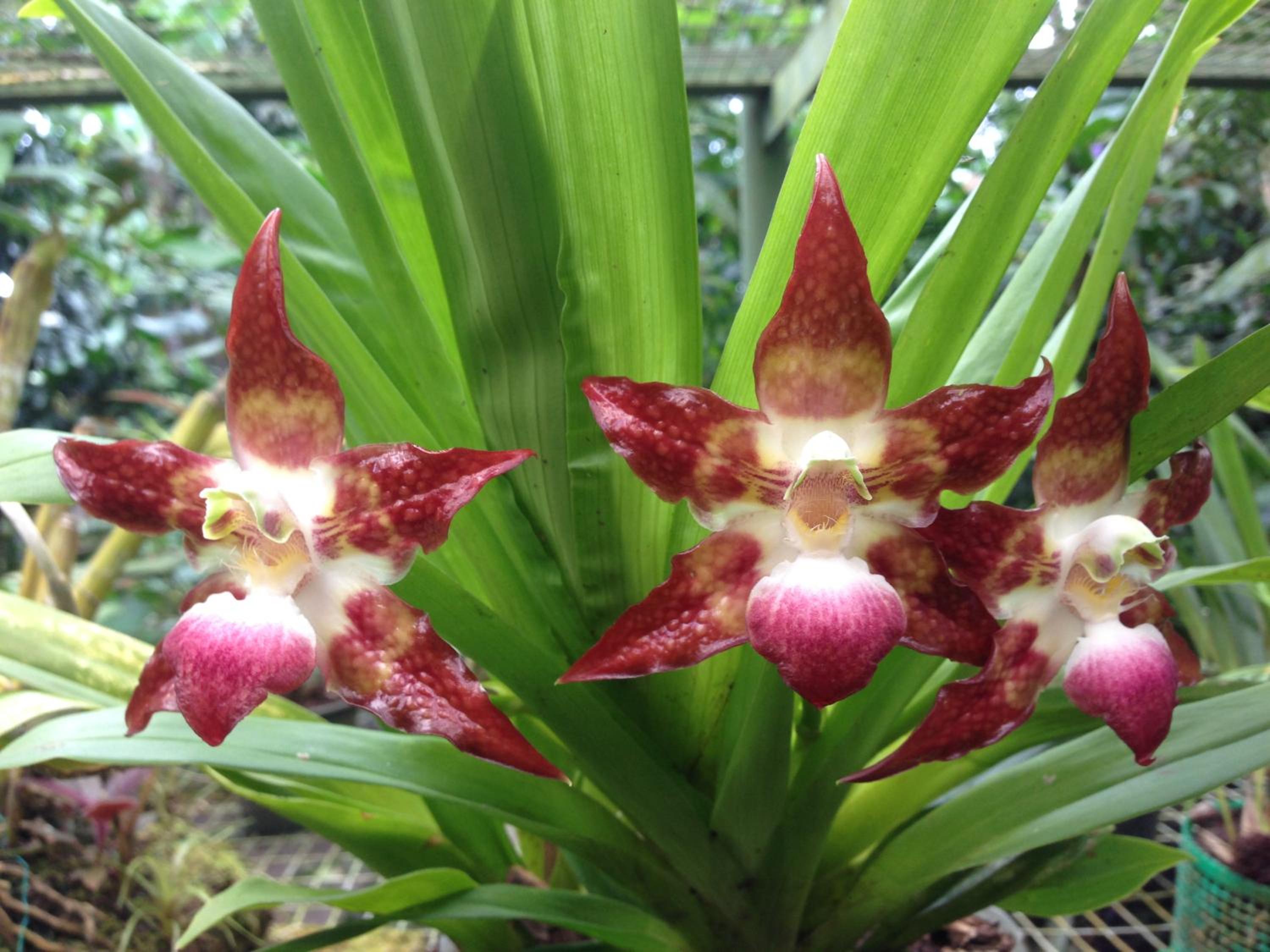 Cabañas Armonía y Jardín de Orquídeas