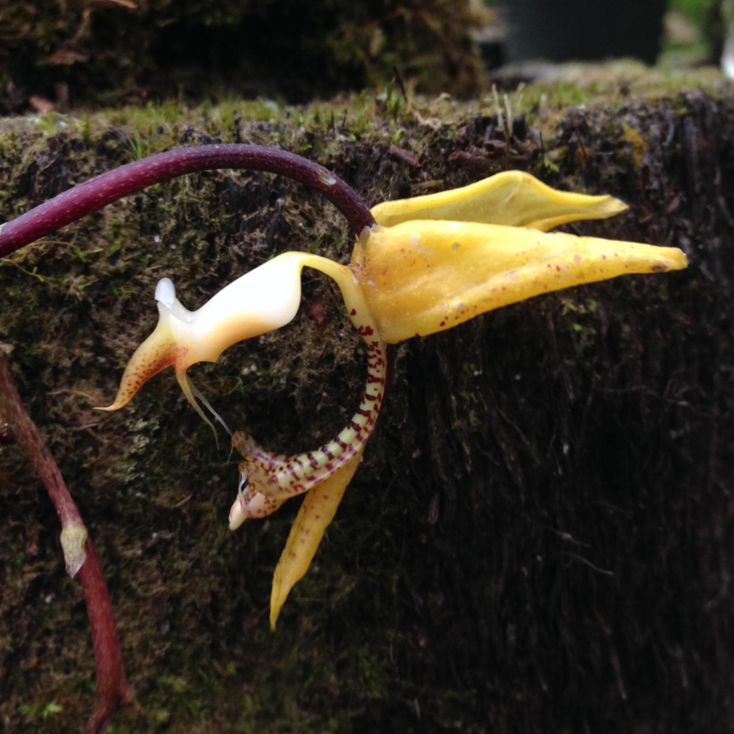 Cabañas Armonía y Jardín de Orquídeas
