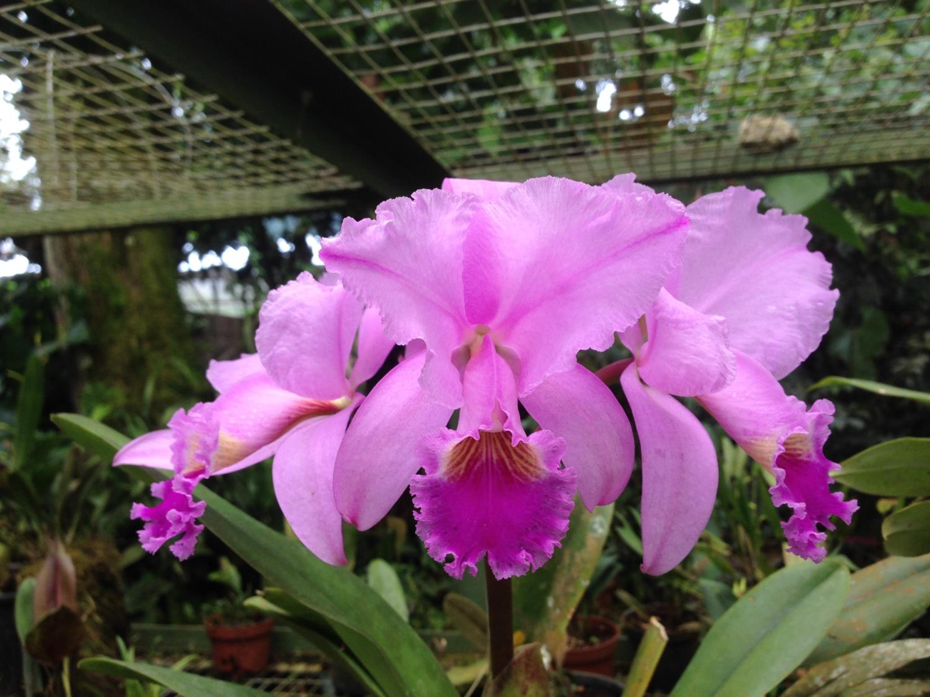 Cabañas Armonía y Jardín de Orquídeas