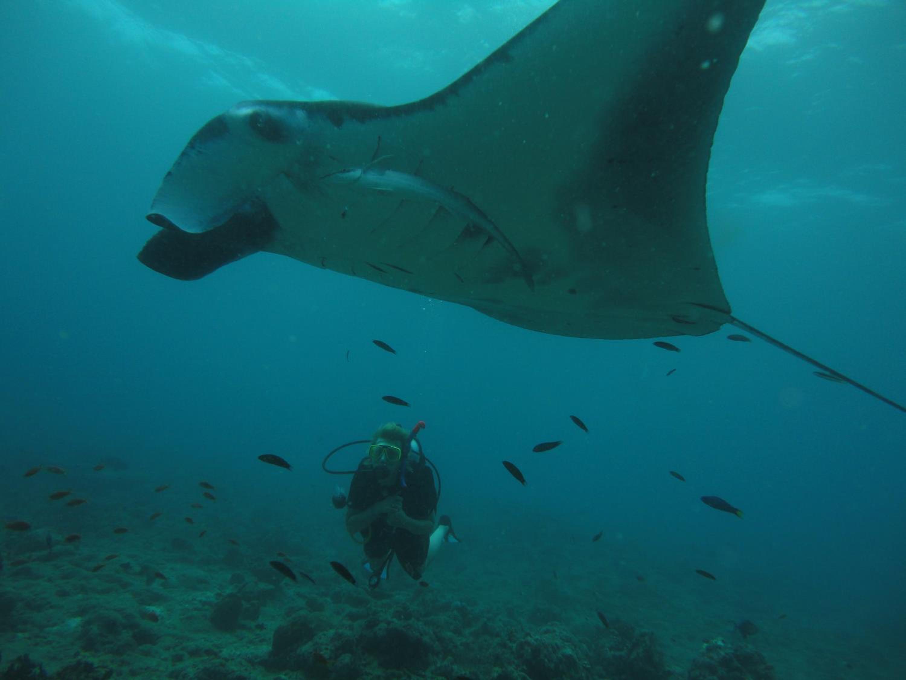 Shamar Guesthouse & Dive view 3