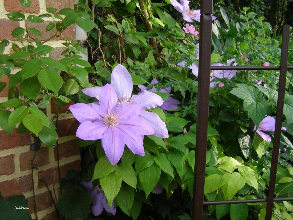 Photo 24