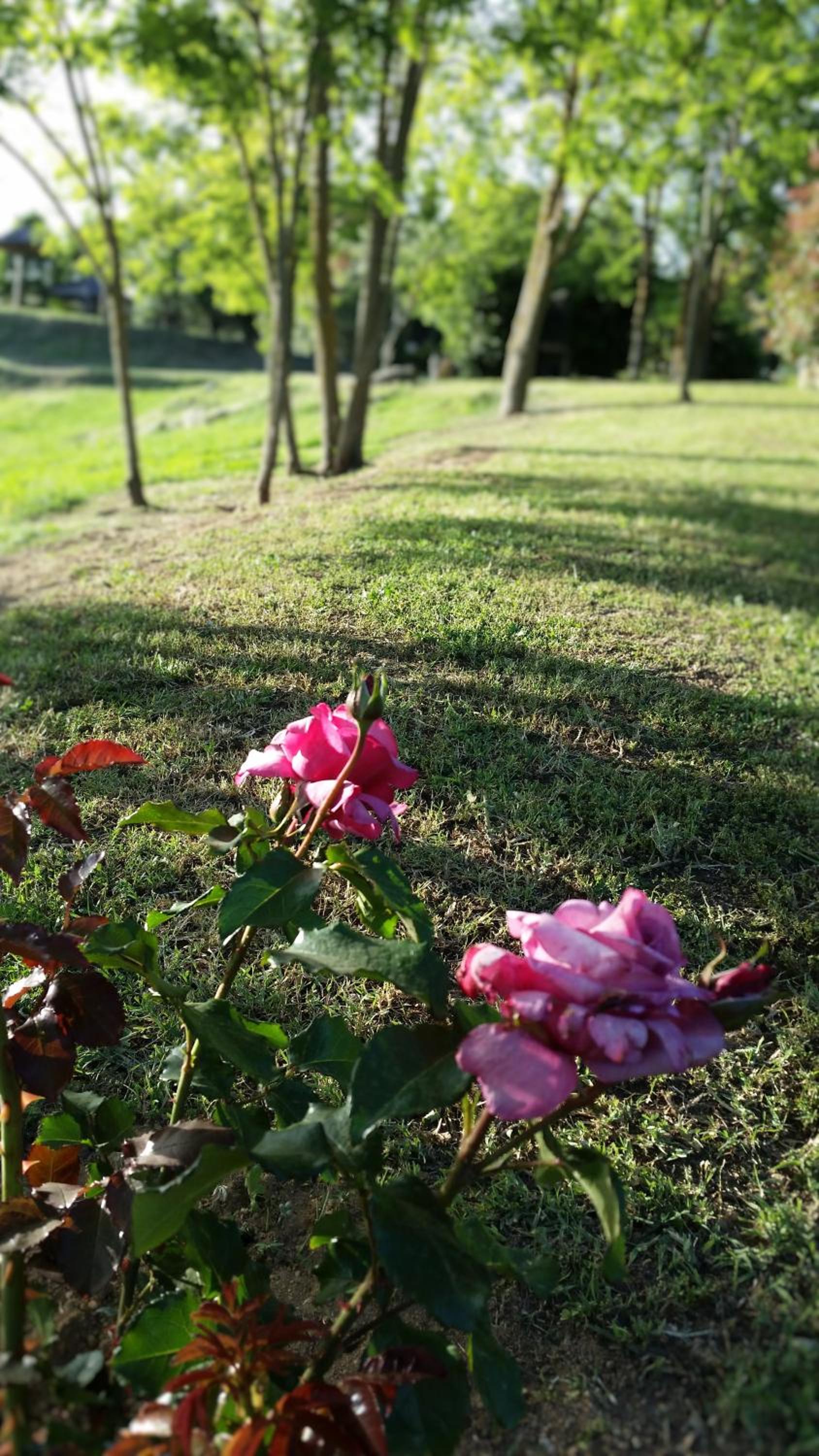 Agriturismo Bonzalone