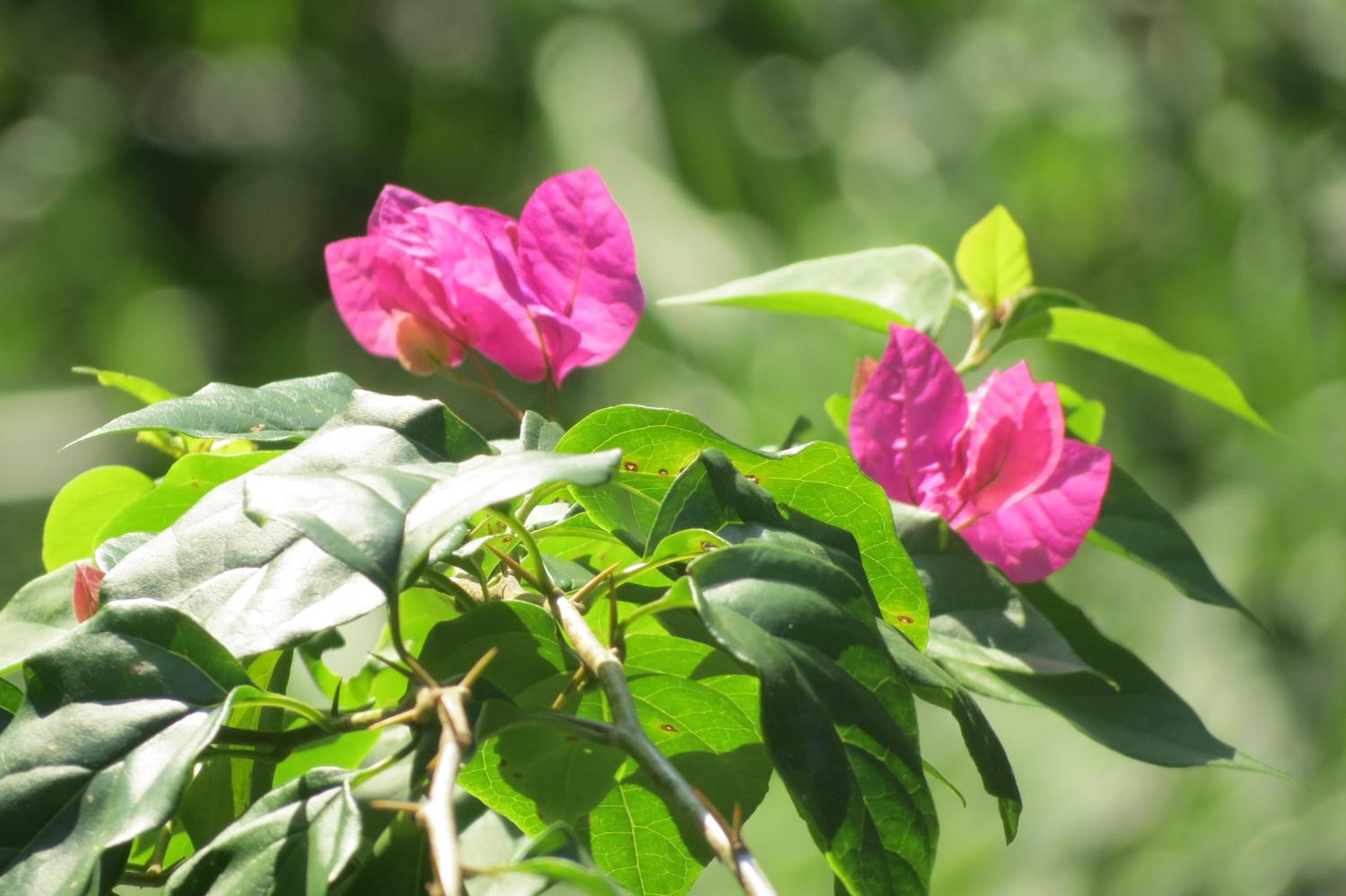 Vocaré Finca Agroecológica