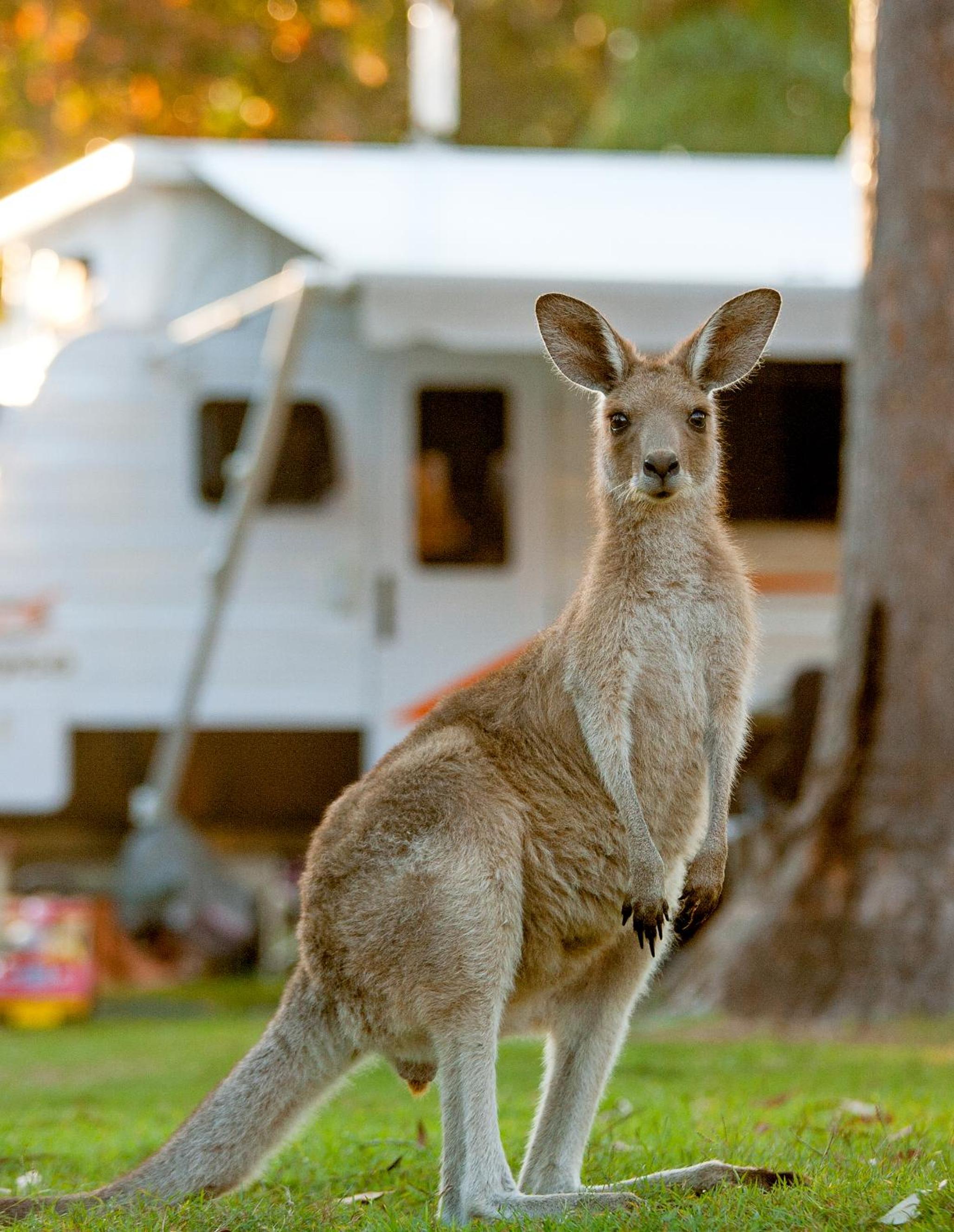 NRMA South West Rocks Holiday Park