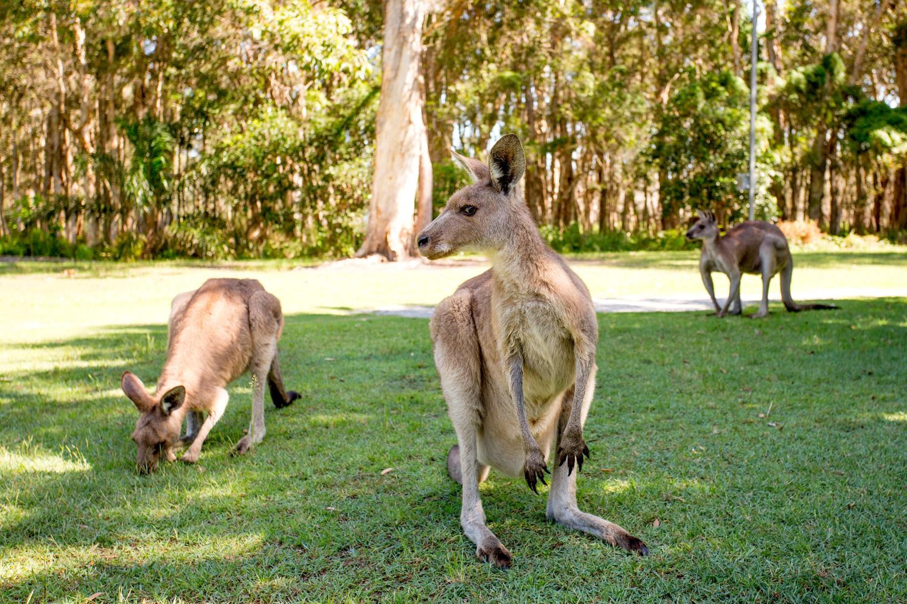 NRMA South West Rocks Holiday Park