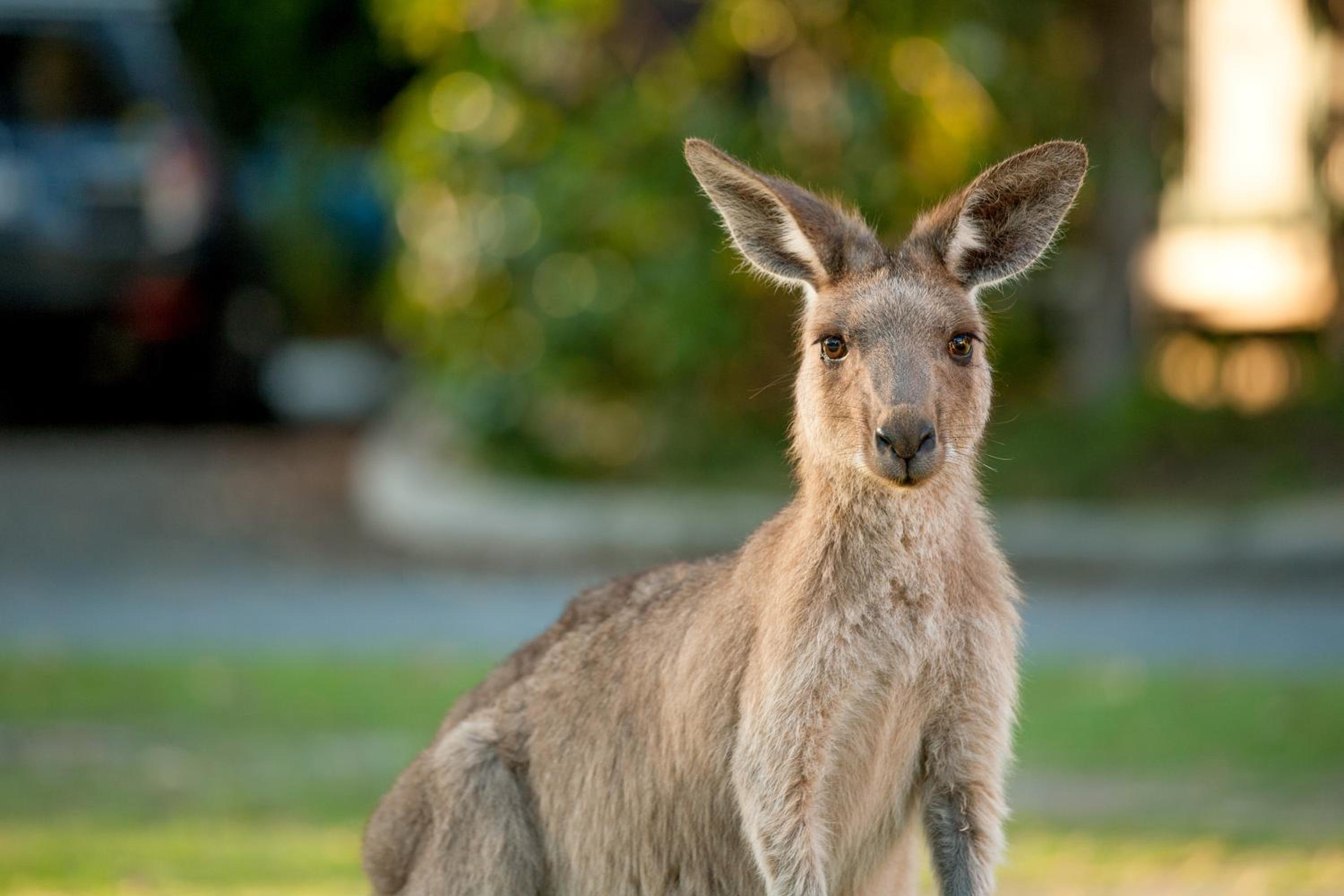 NRMA South West Rocks Holiday Park