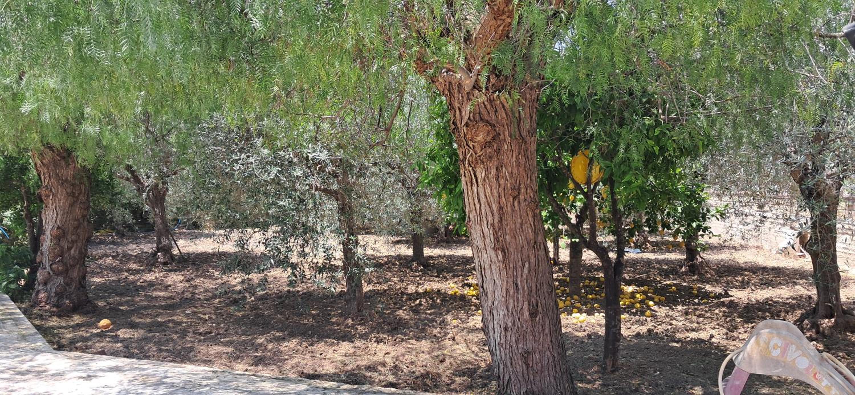 Photo 38