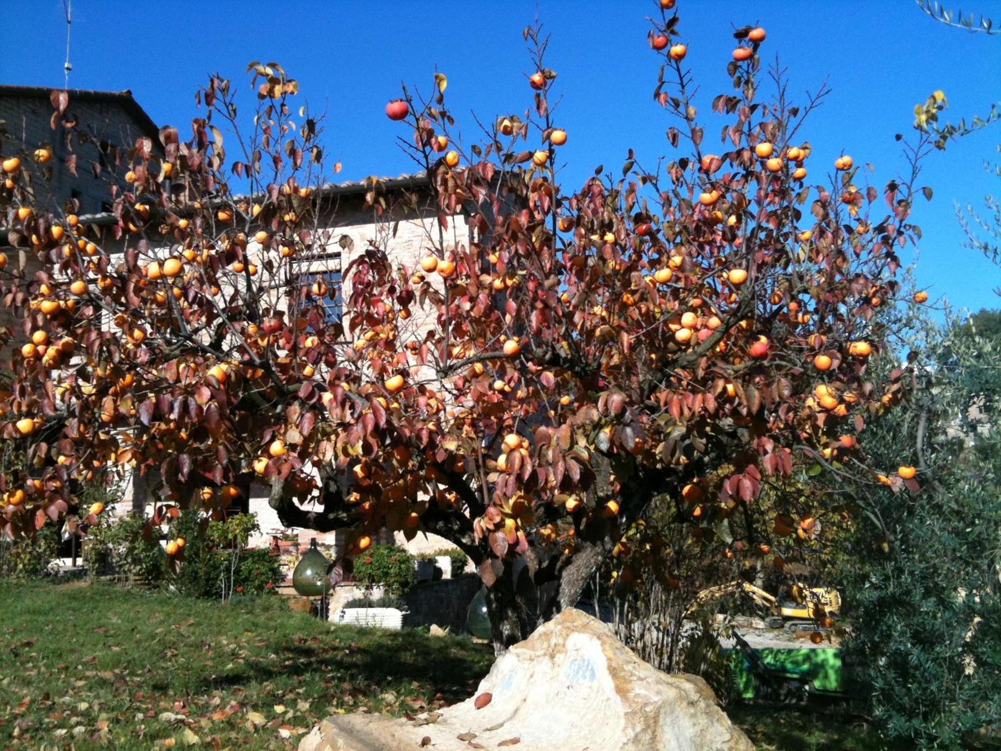 Podere Fontecastello view 5