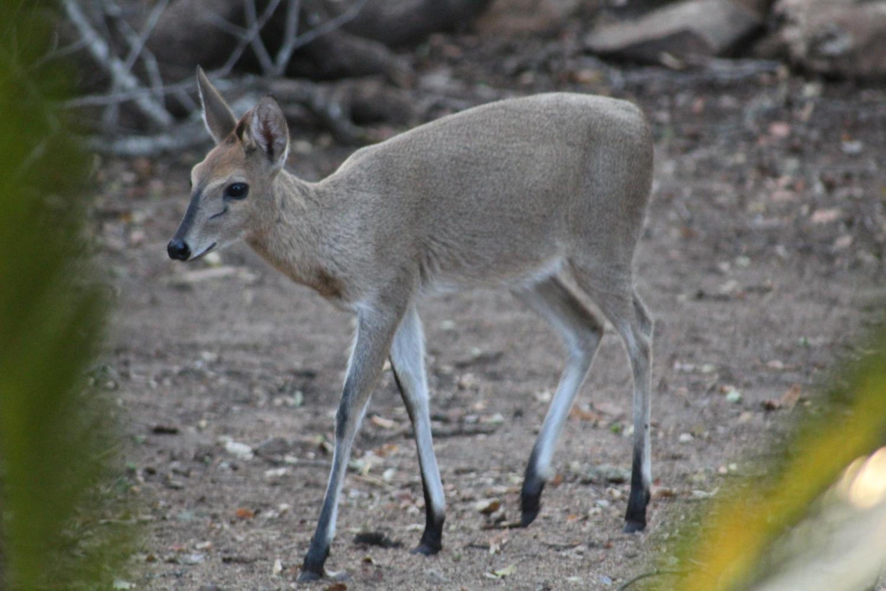 Kruger Safari Animal Encounter