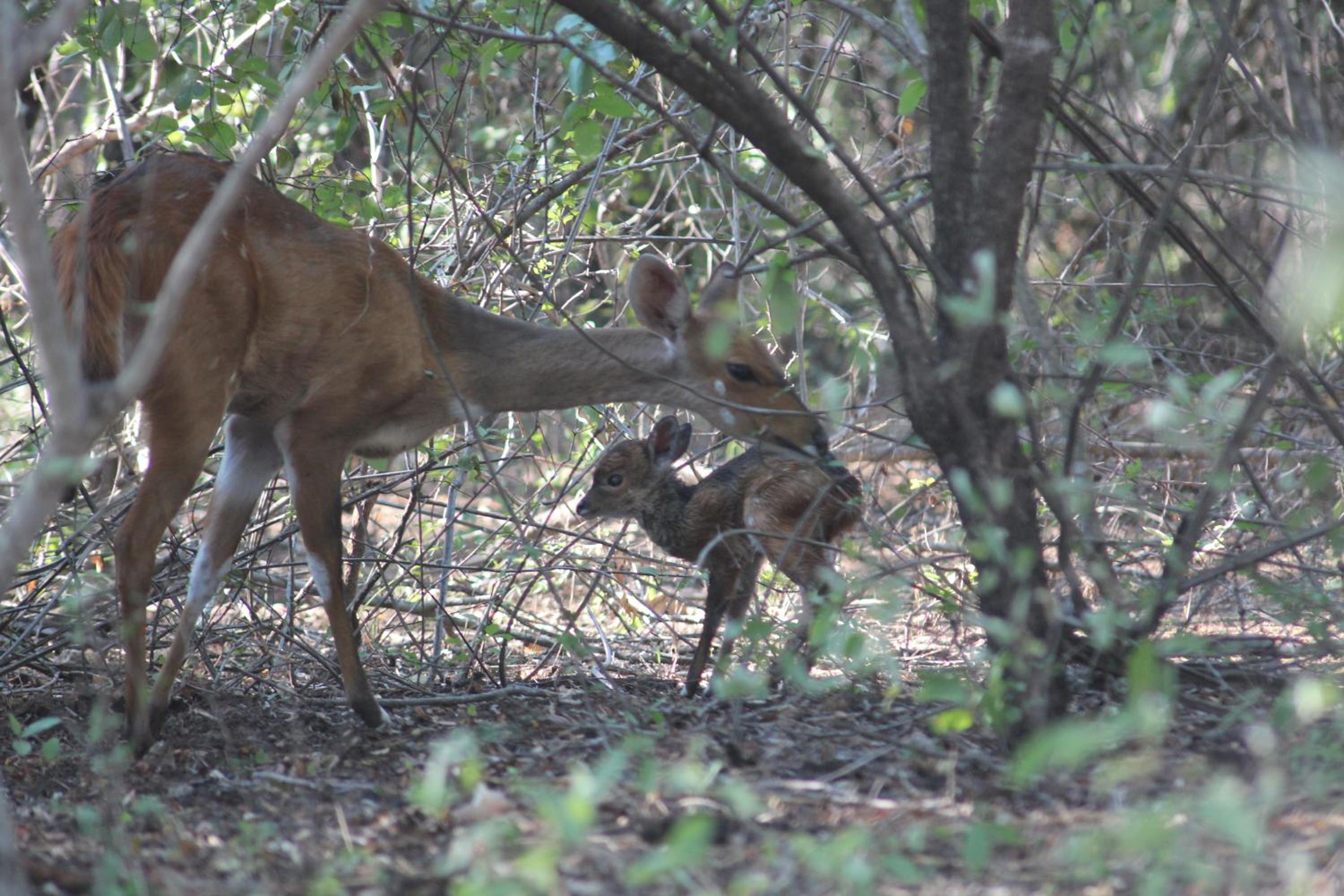 Kruger Safari Animal Encounter