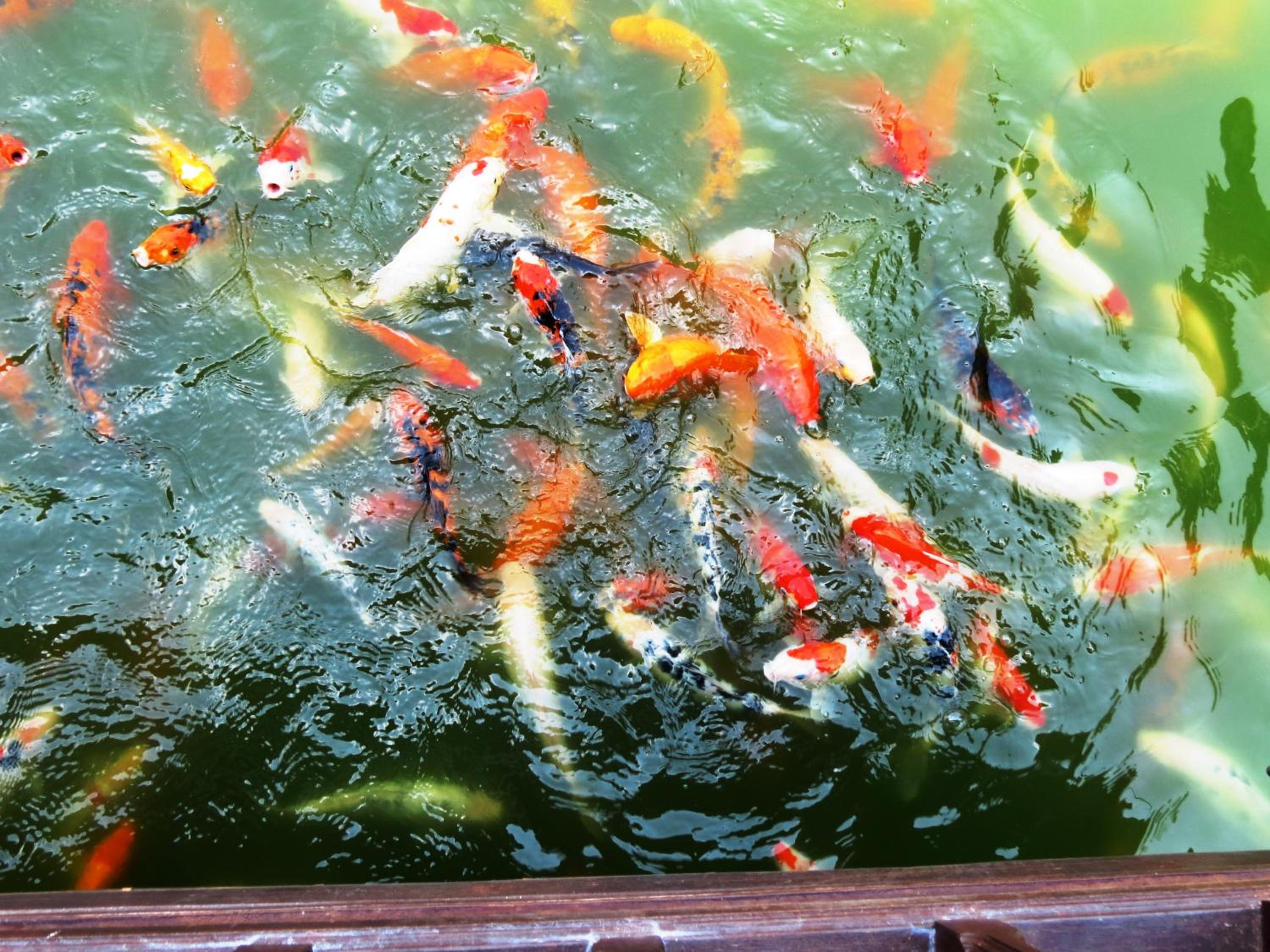 Pongsin Resort
