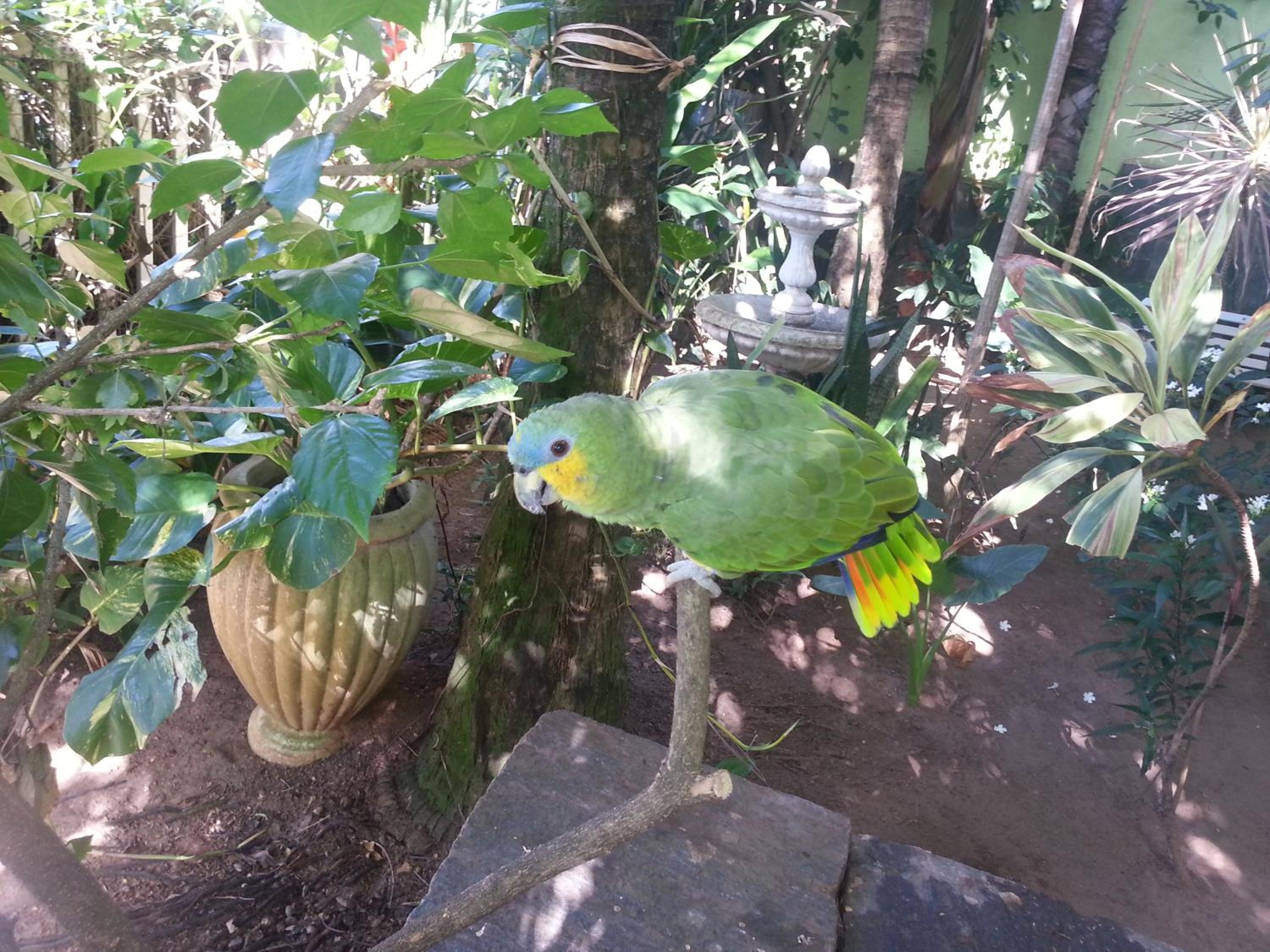 Hotel Pousada Papaya Verde