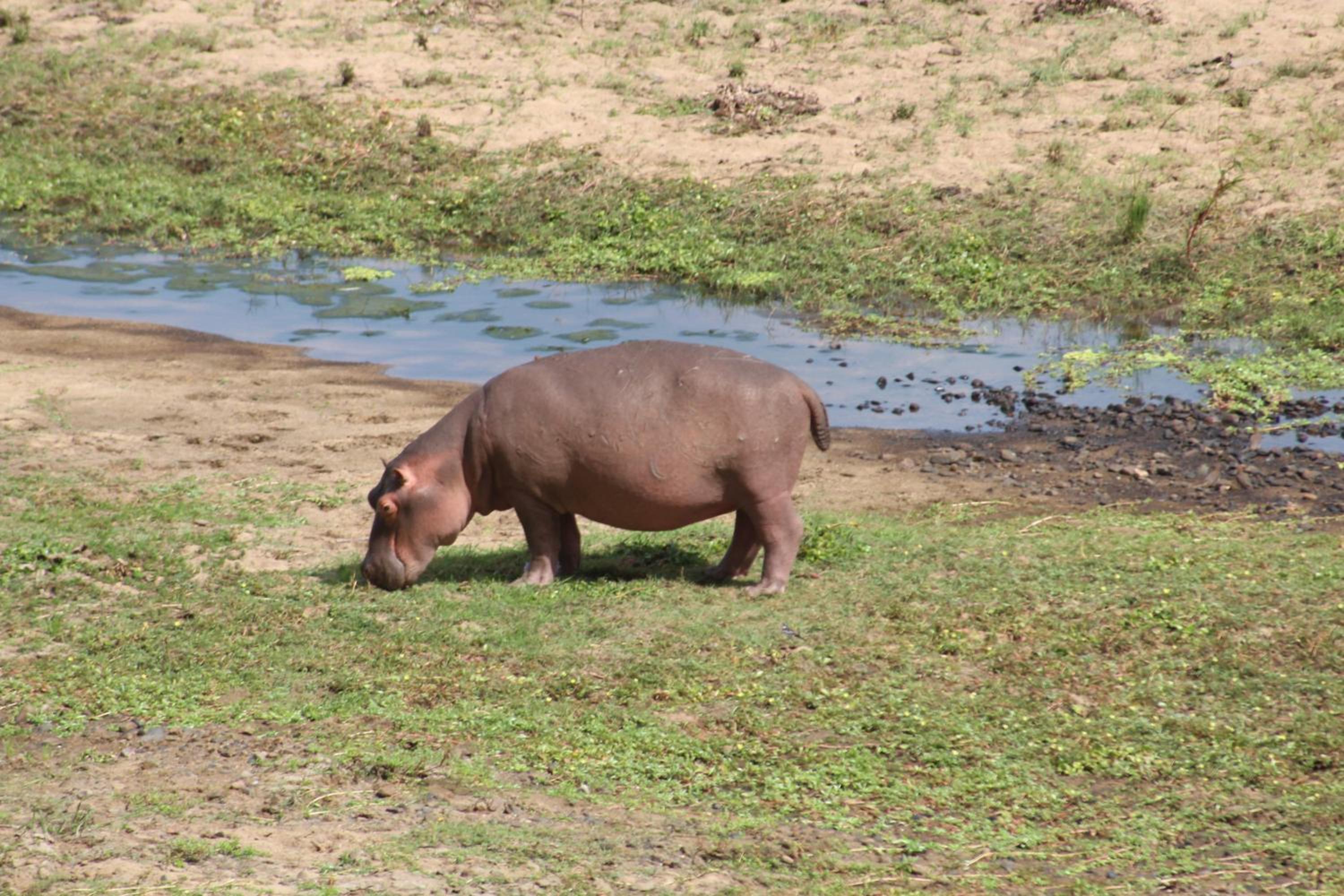 Kruger Safari Animal Encounter