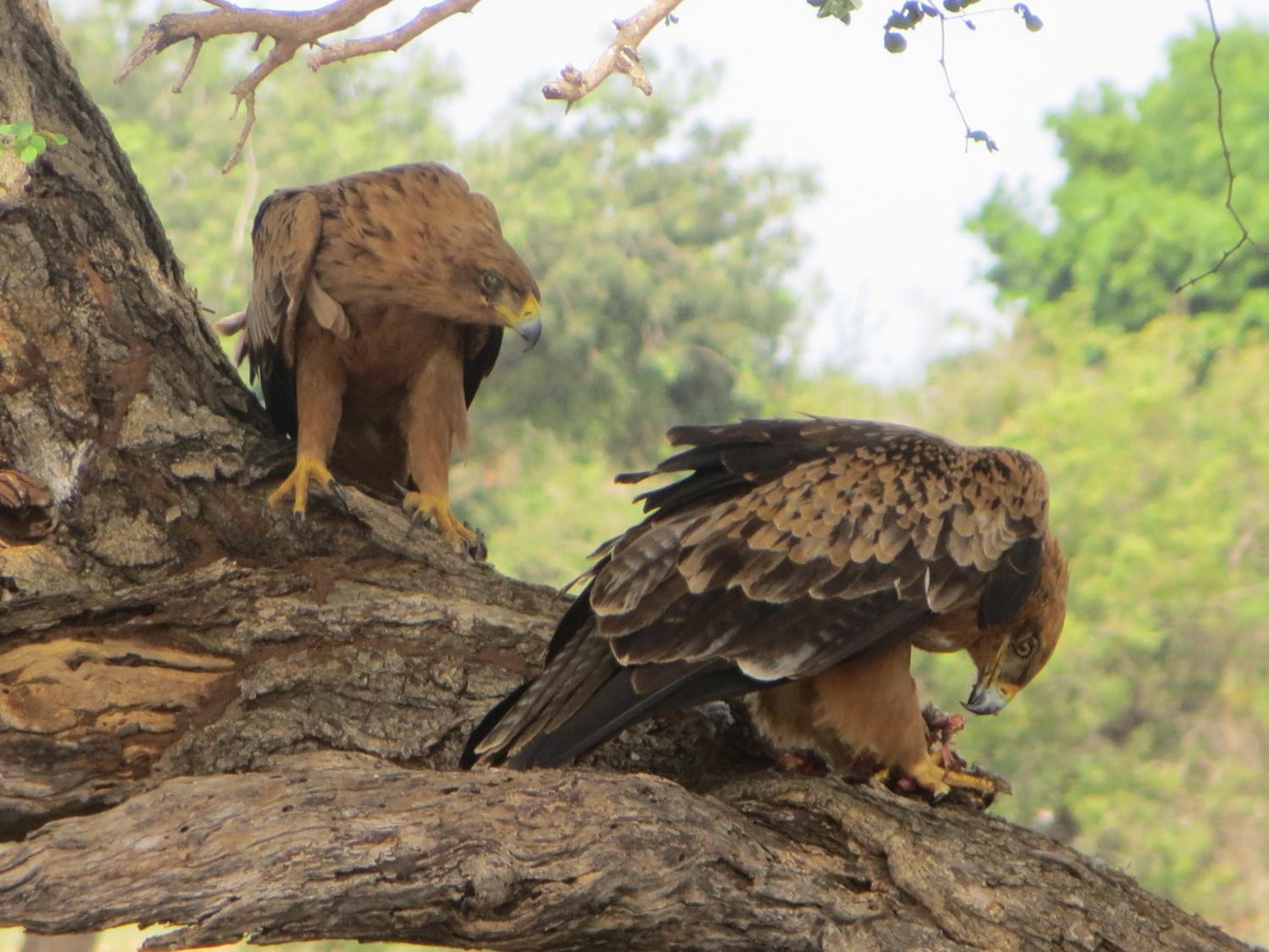 Kruger Safari Animal Encounter
