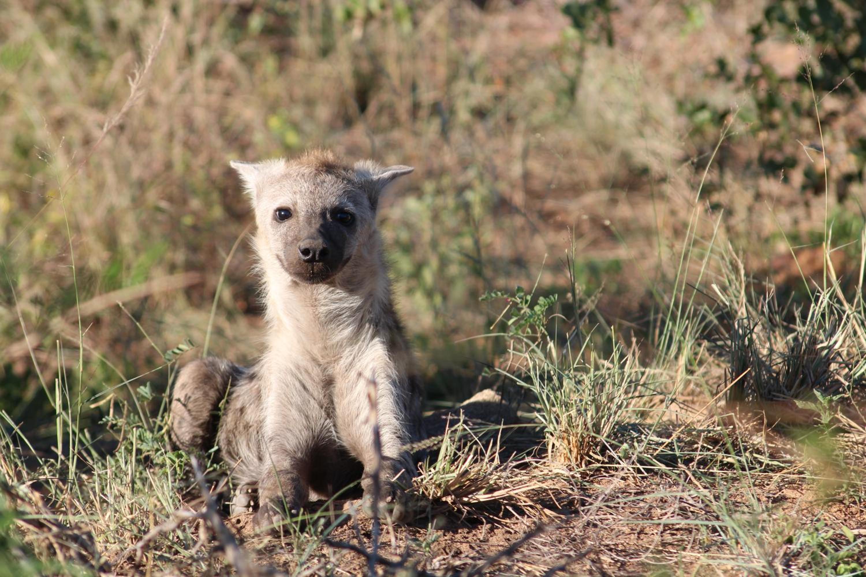 Kruger Safari Animal Encounter
