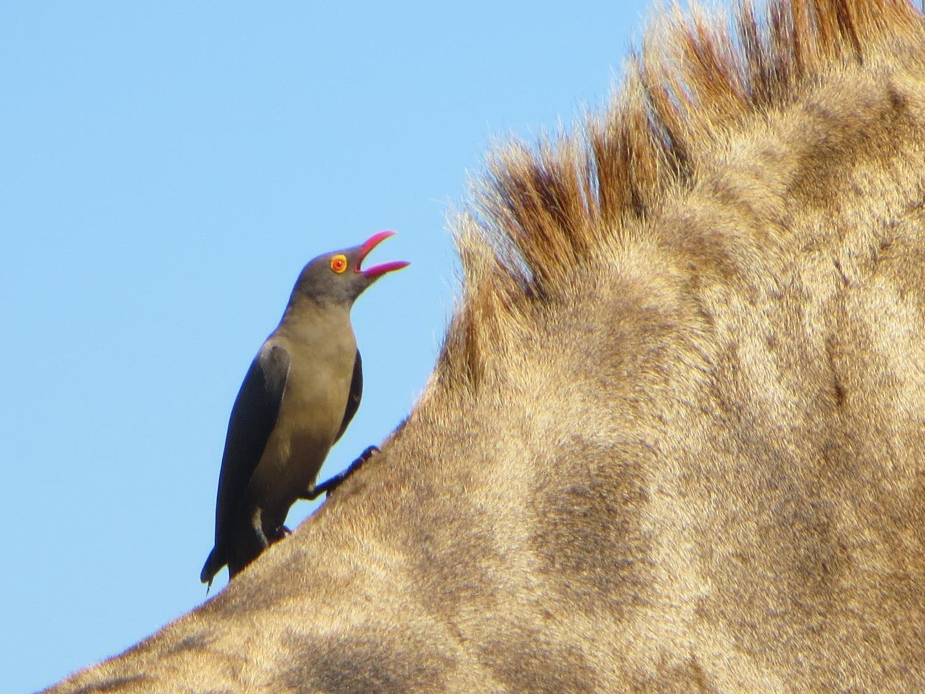Kruger Safari Animal Encounter