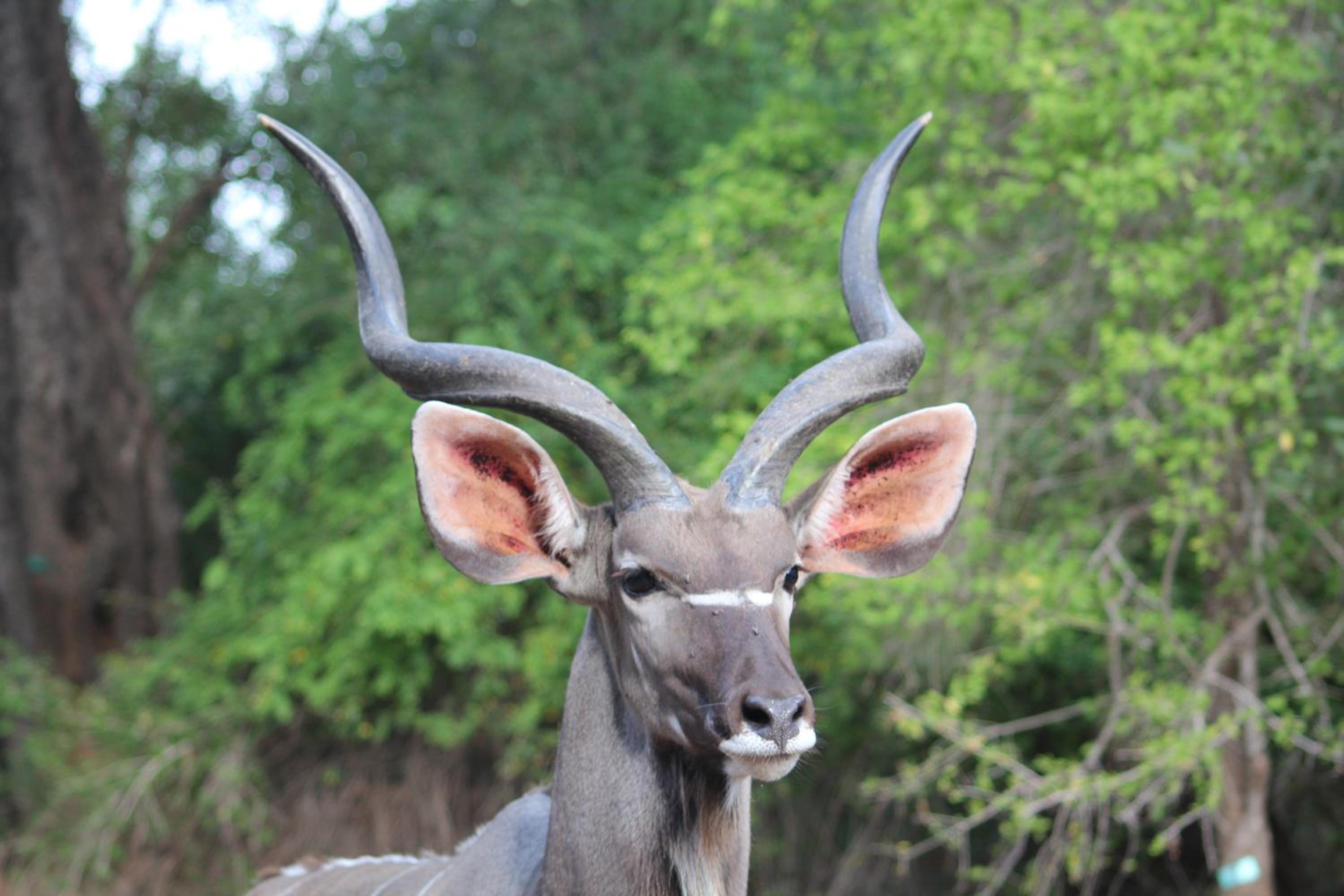 Kruger Safari Animal Encounter