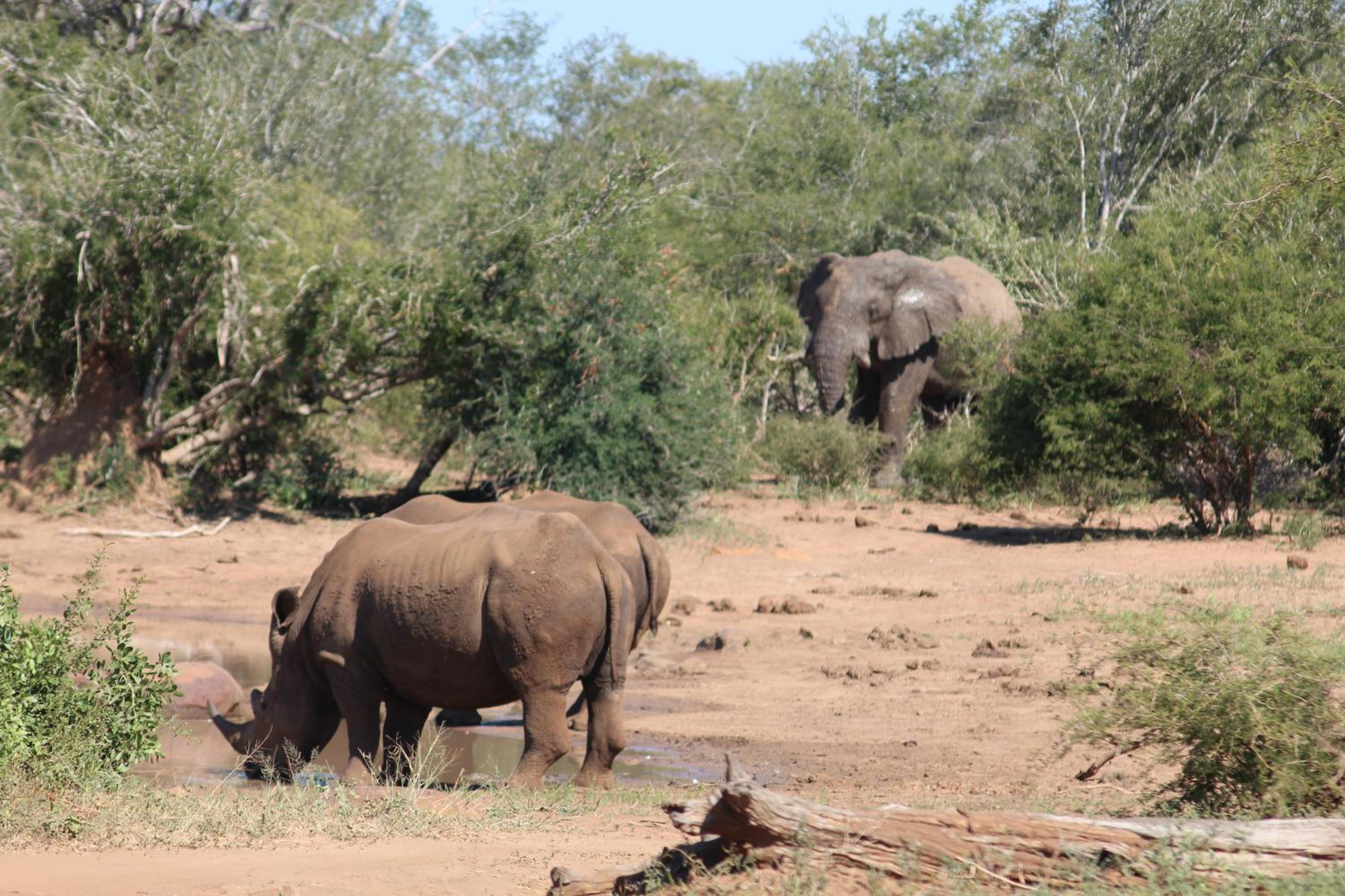 Kruger Safari Animal Encounter