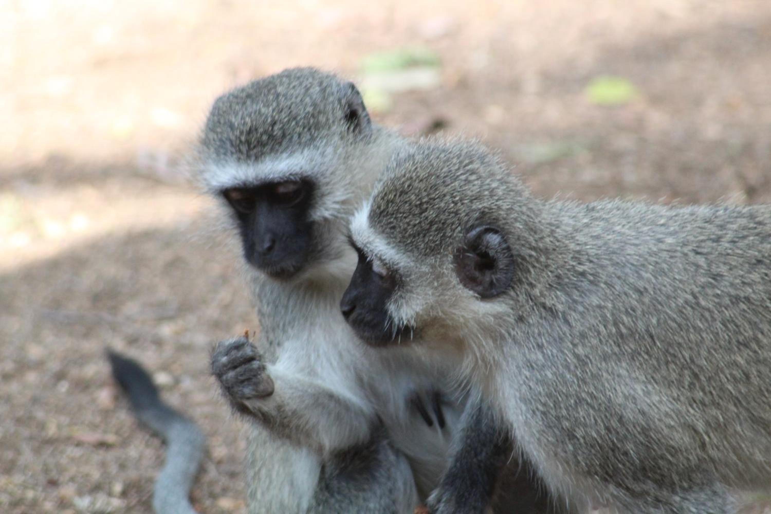 Kruger Safari Animal Encounter