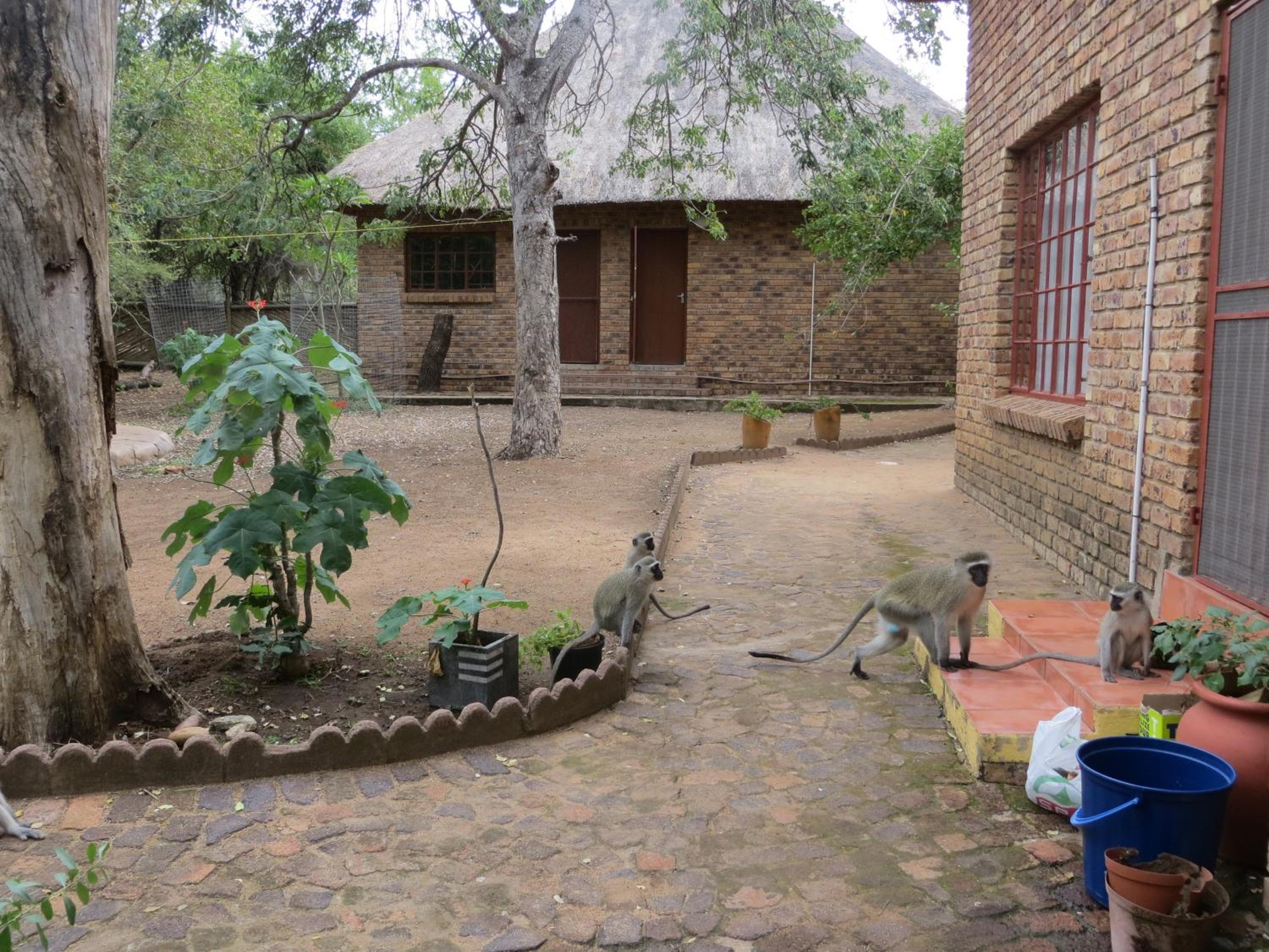Kruger Safari Animal Encounter