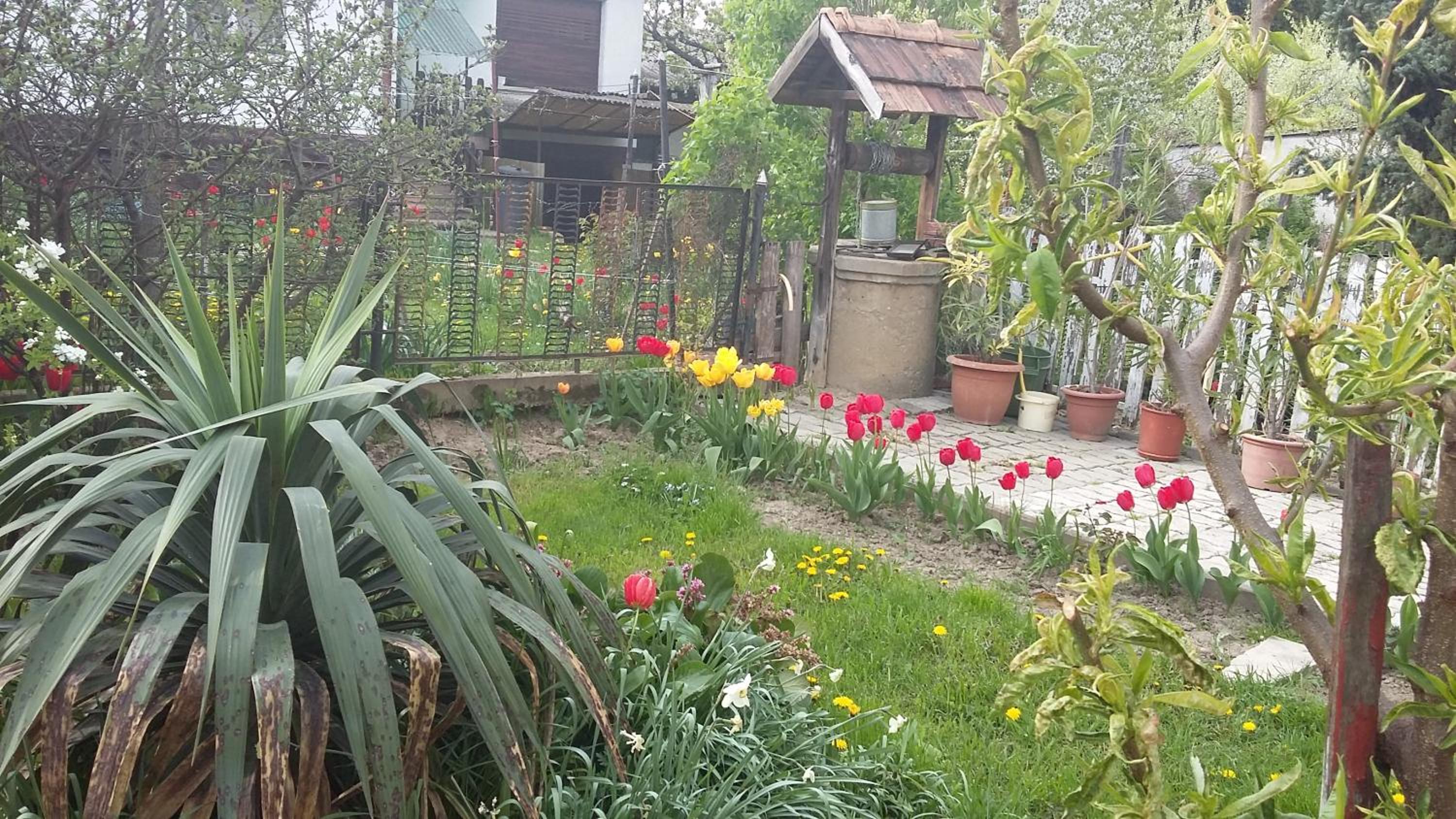 Álom Kuckó Apartman view 4