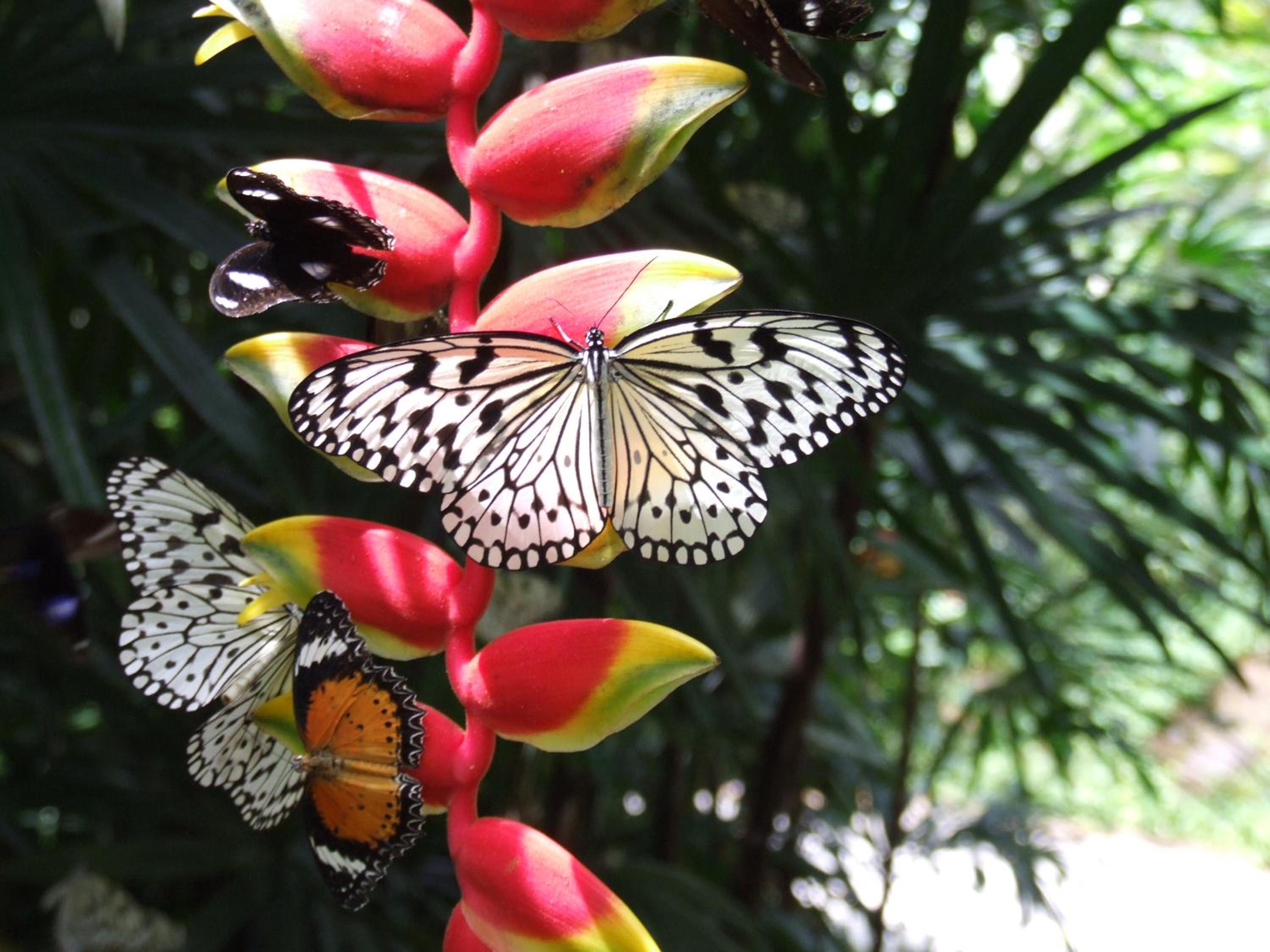 Tropical Bliss bed and breakfast