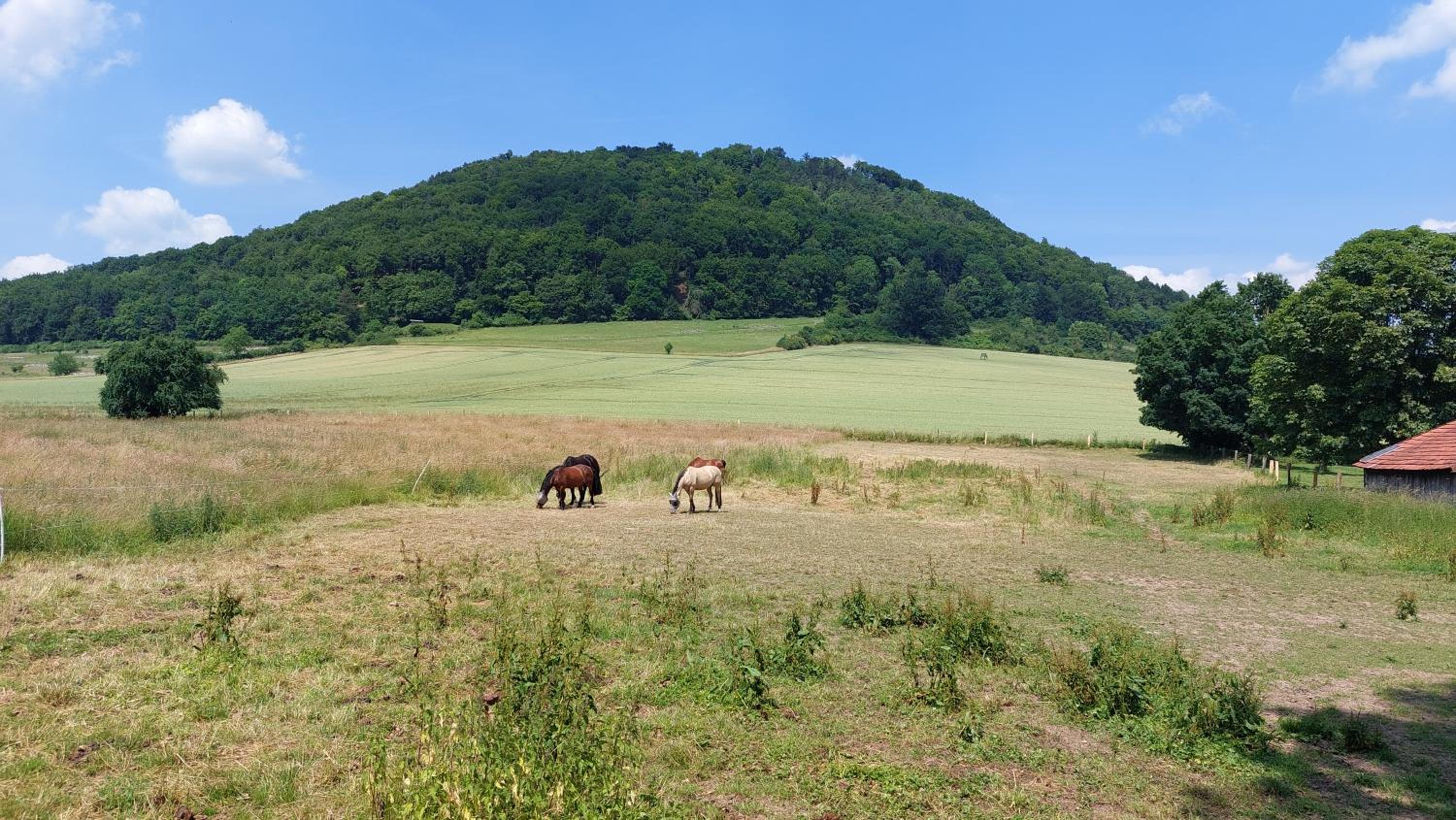Ferienapartment MW 2b Höxter Weserbergland an der Weser inkl Küche, Wäsche, LAN, Parkplatz, Self CheckIn