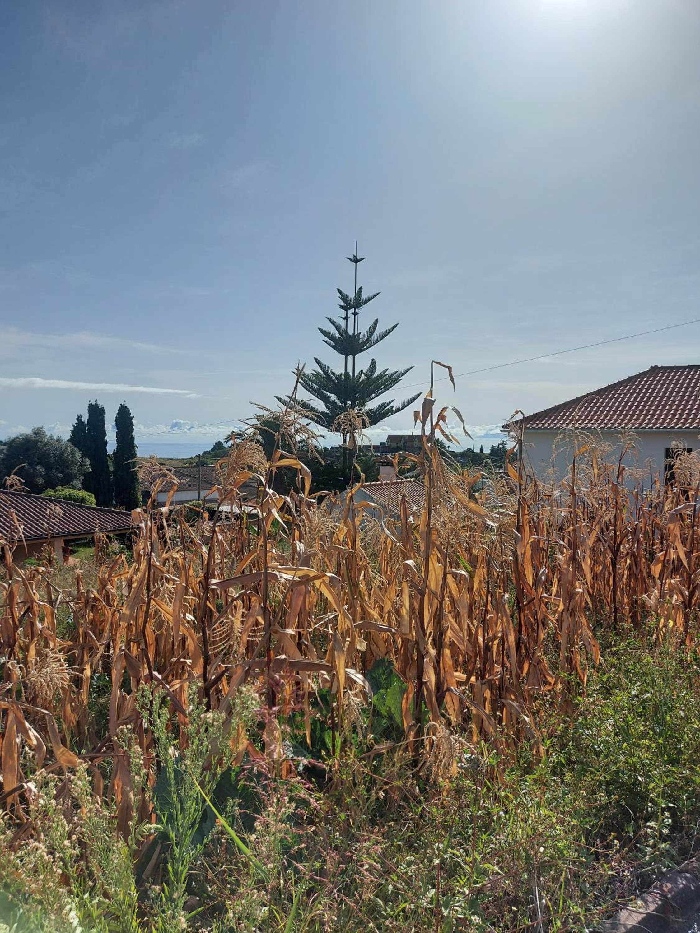 Quintinha do Álvaro - Holiday house